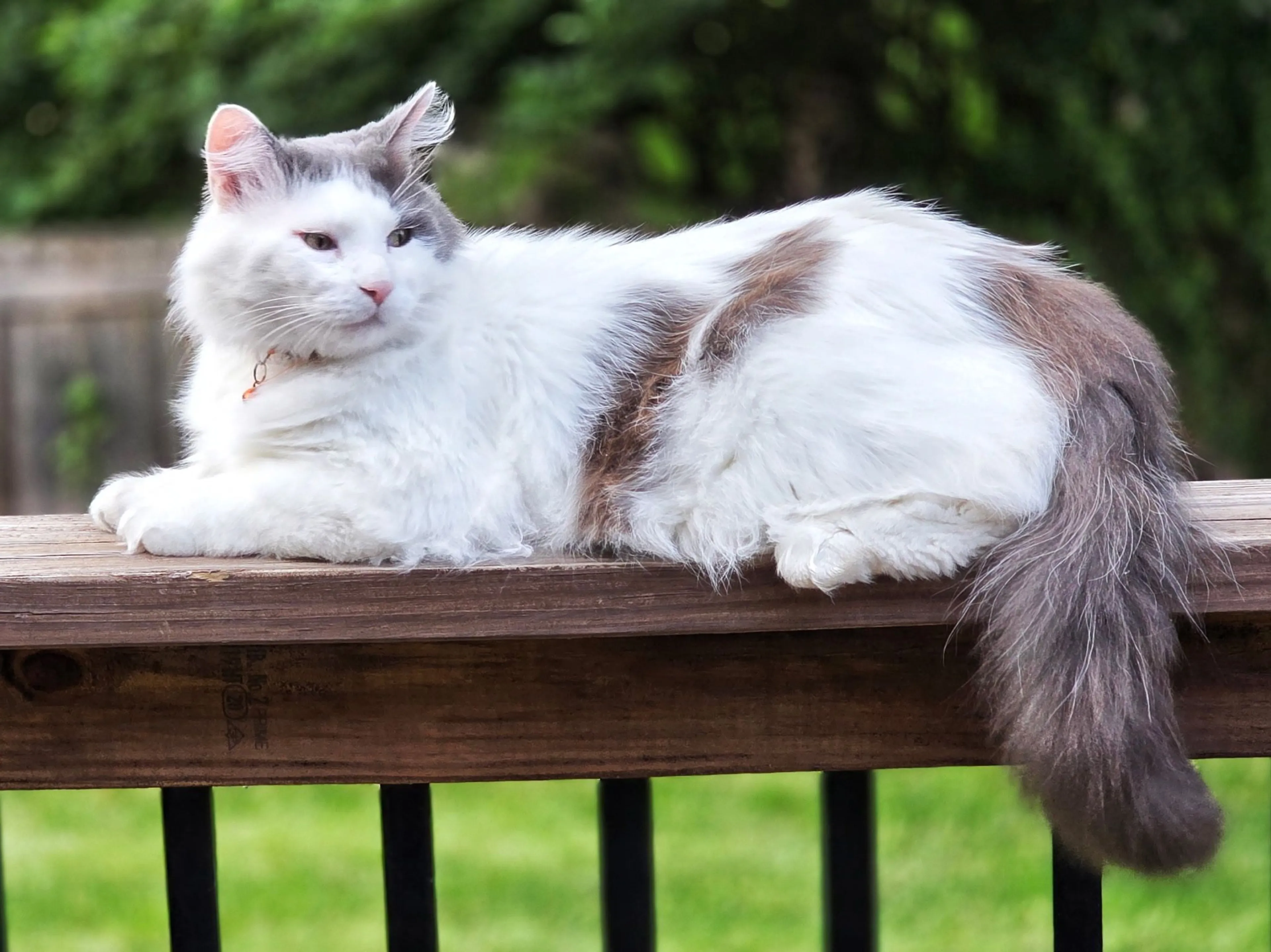 Lost pet
