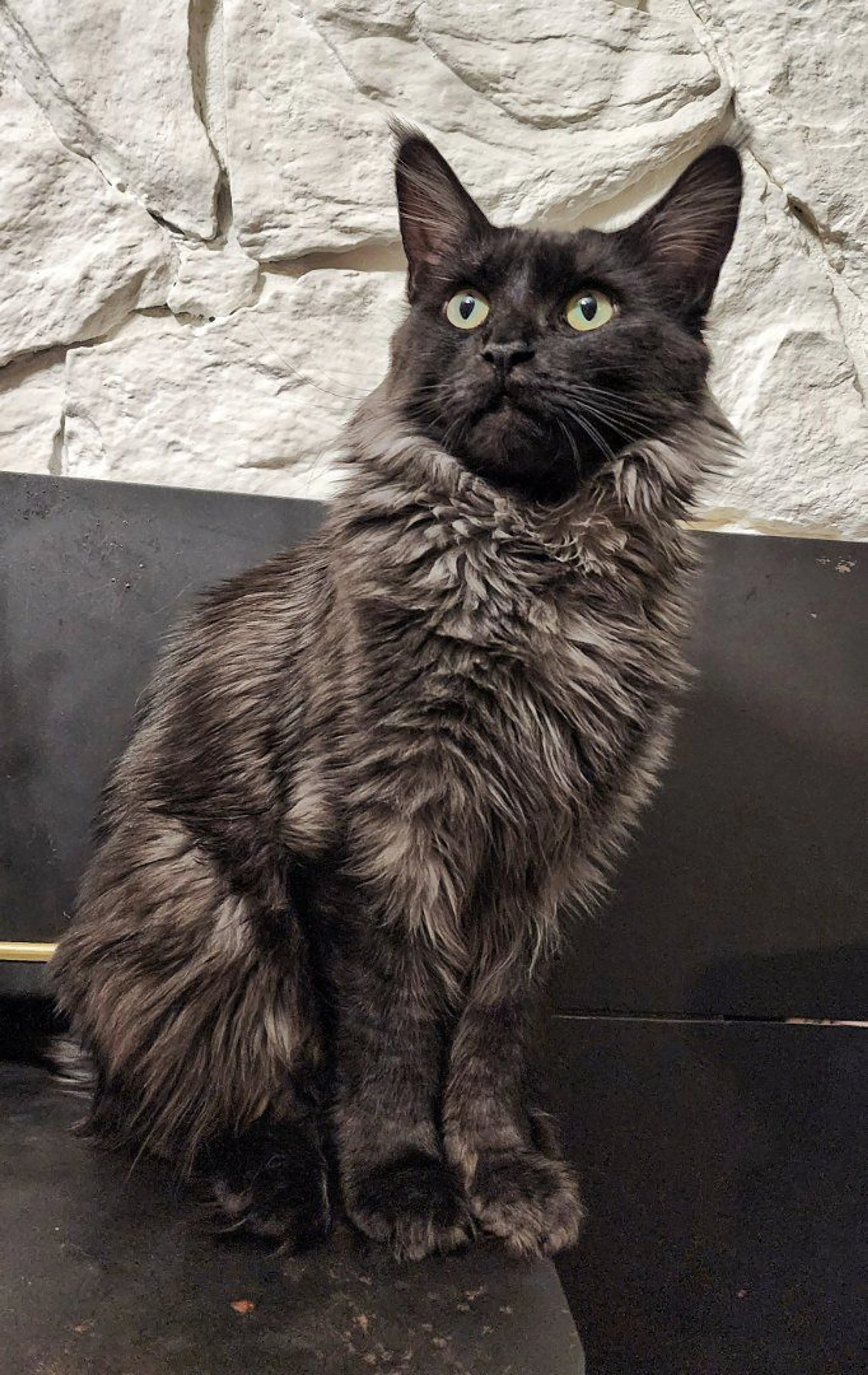 Lost pet