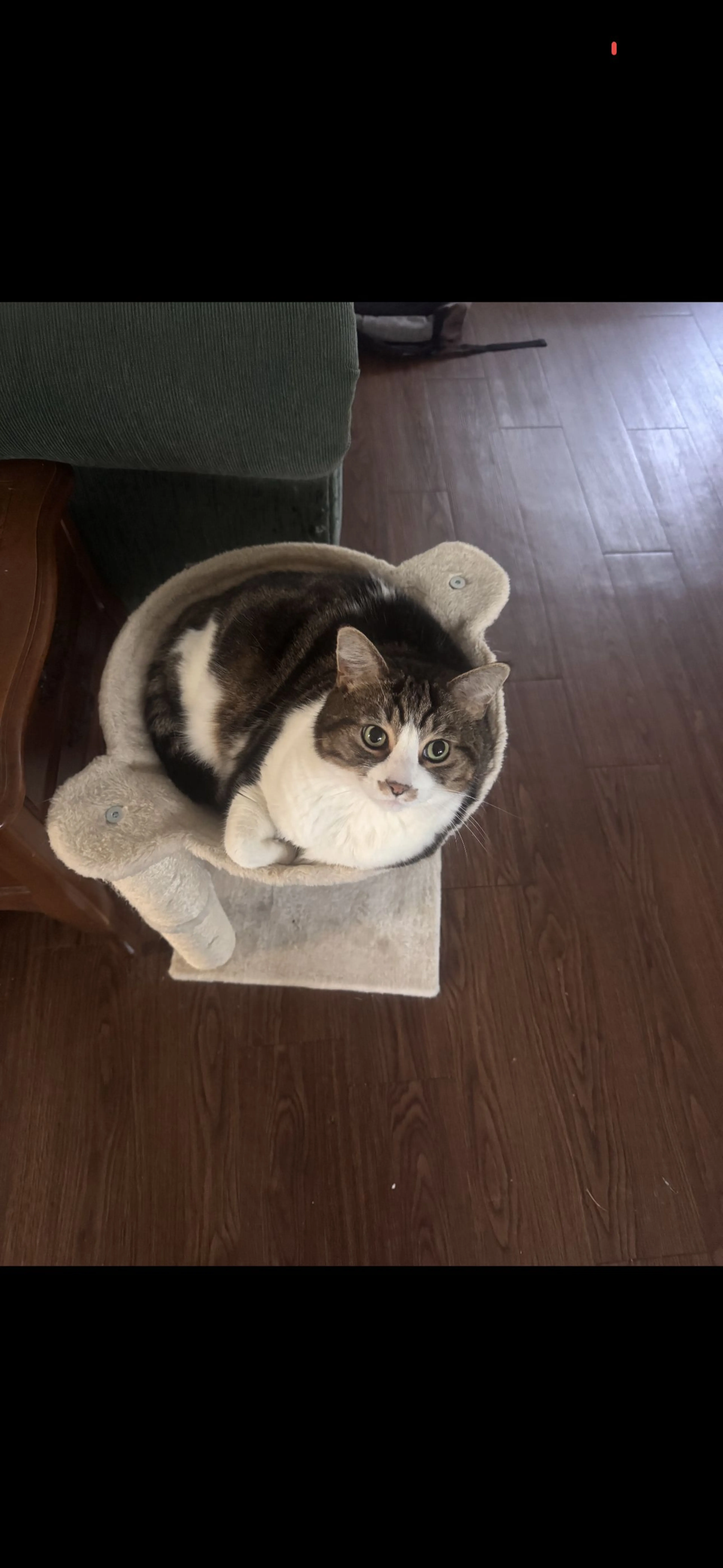 Lost pet-1