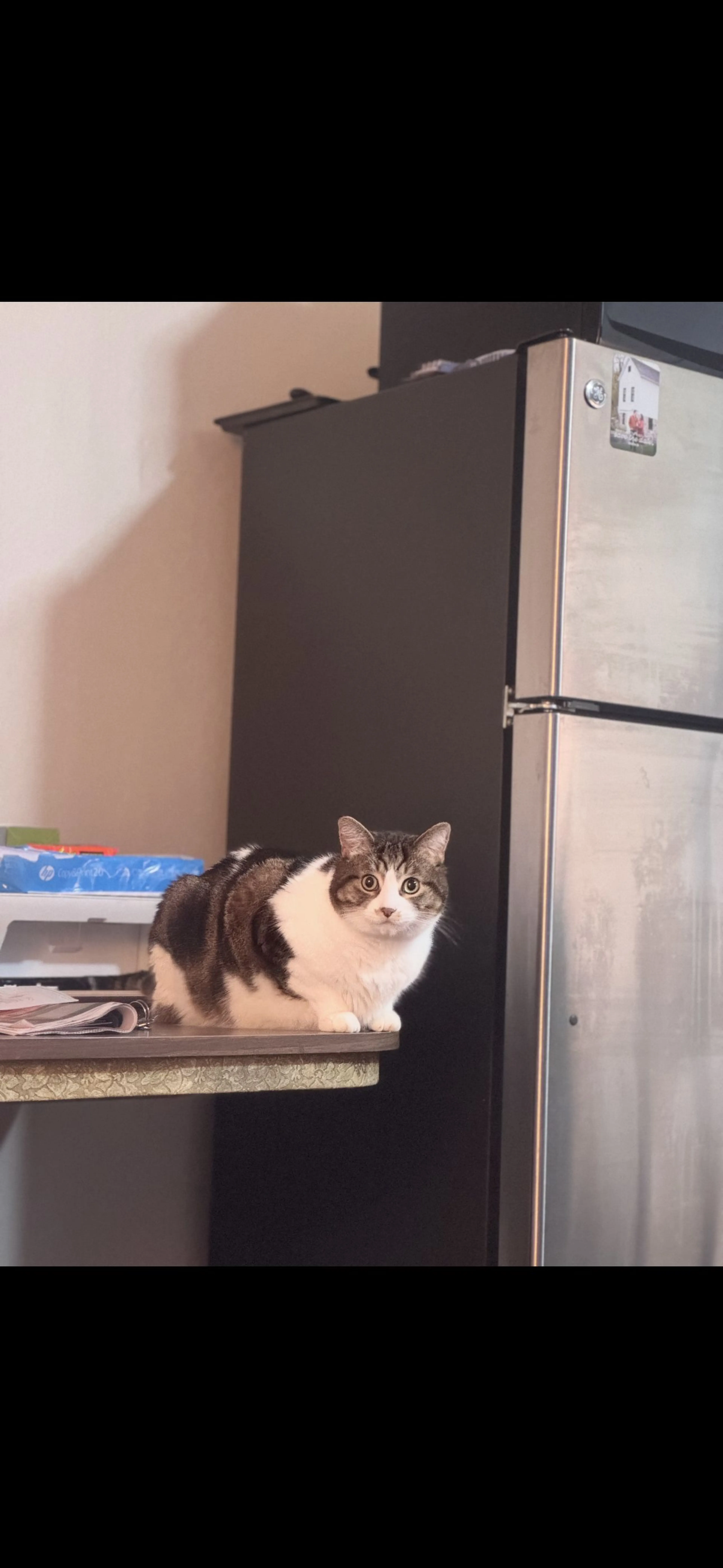 Lost pet-2