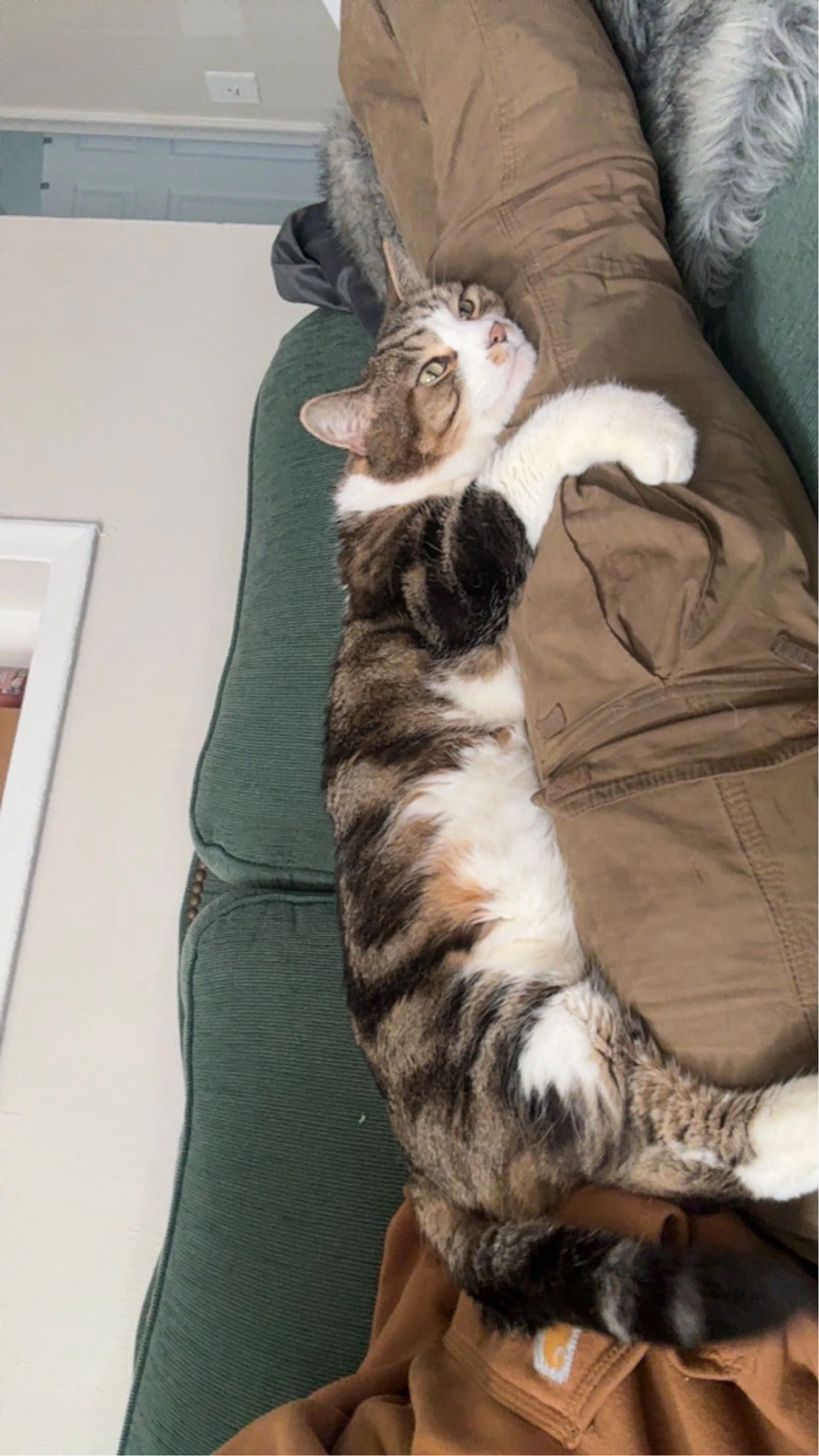 Lost pet-0