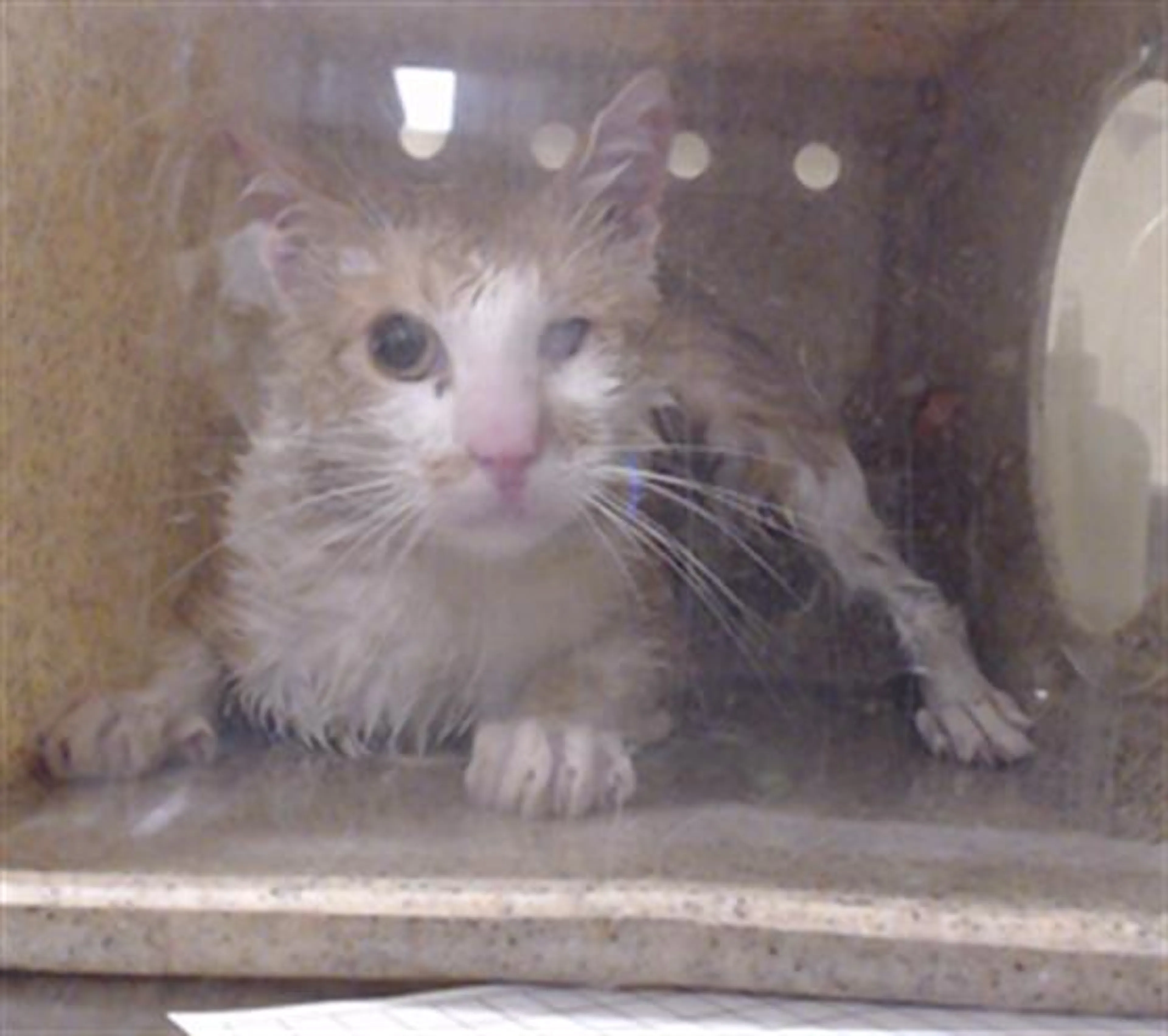 Found pet