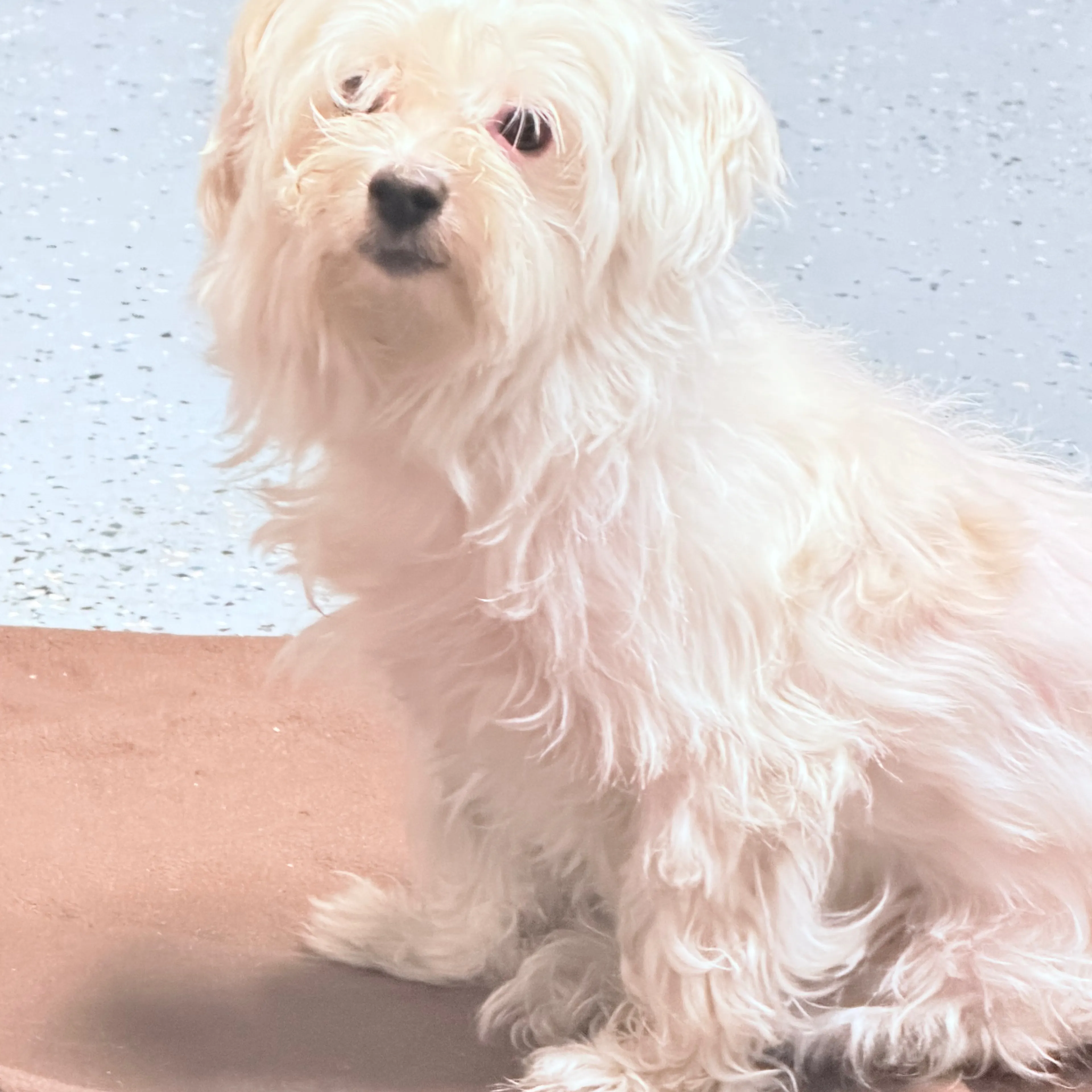 Found pet-1