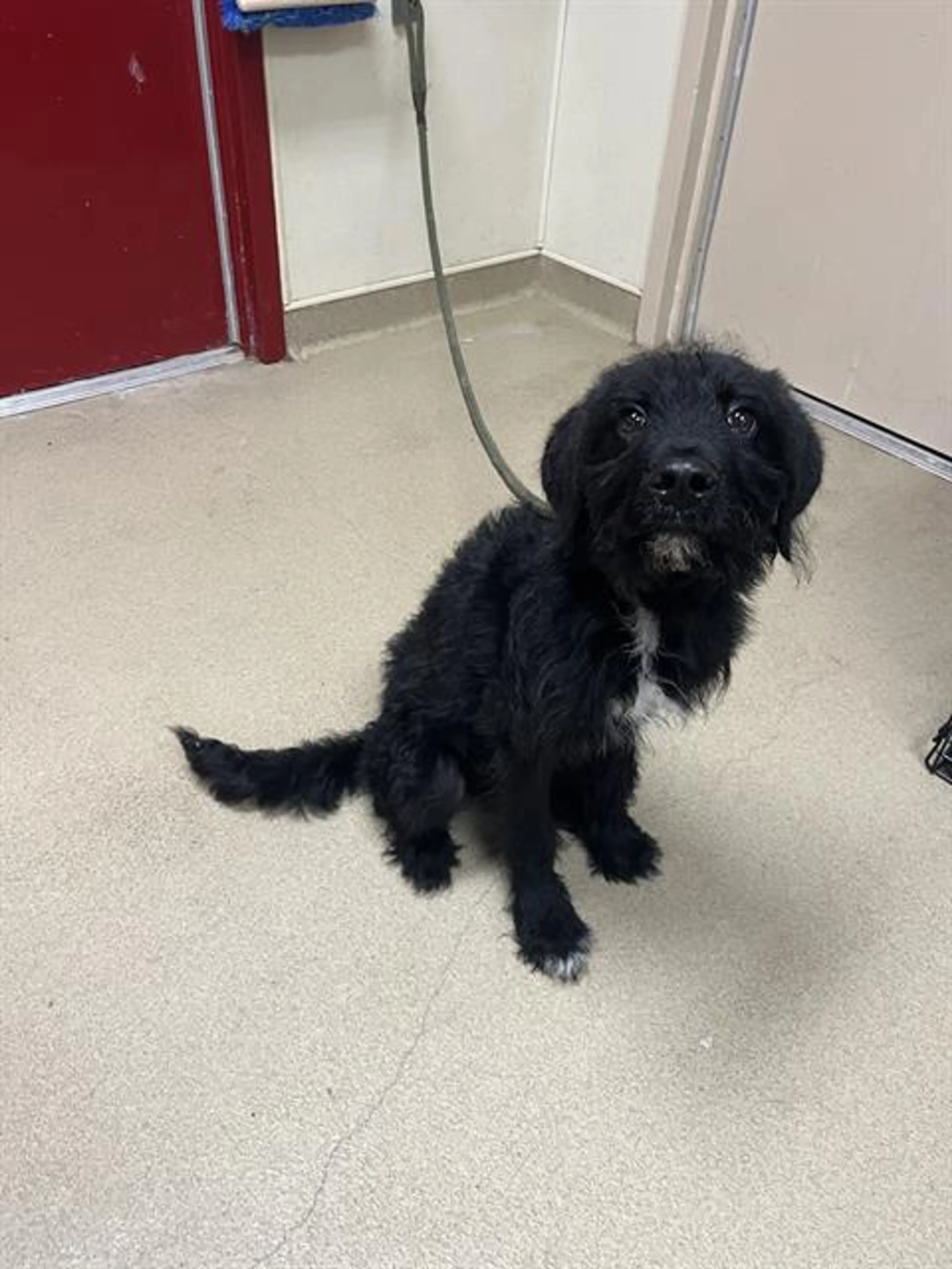 Found pet