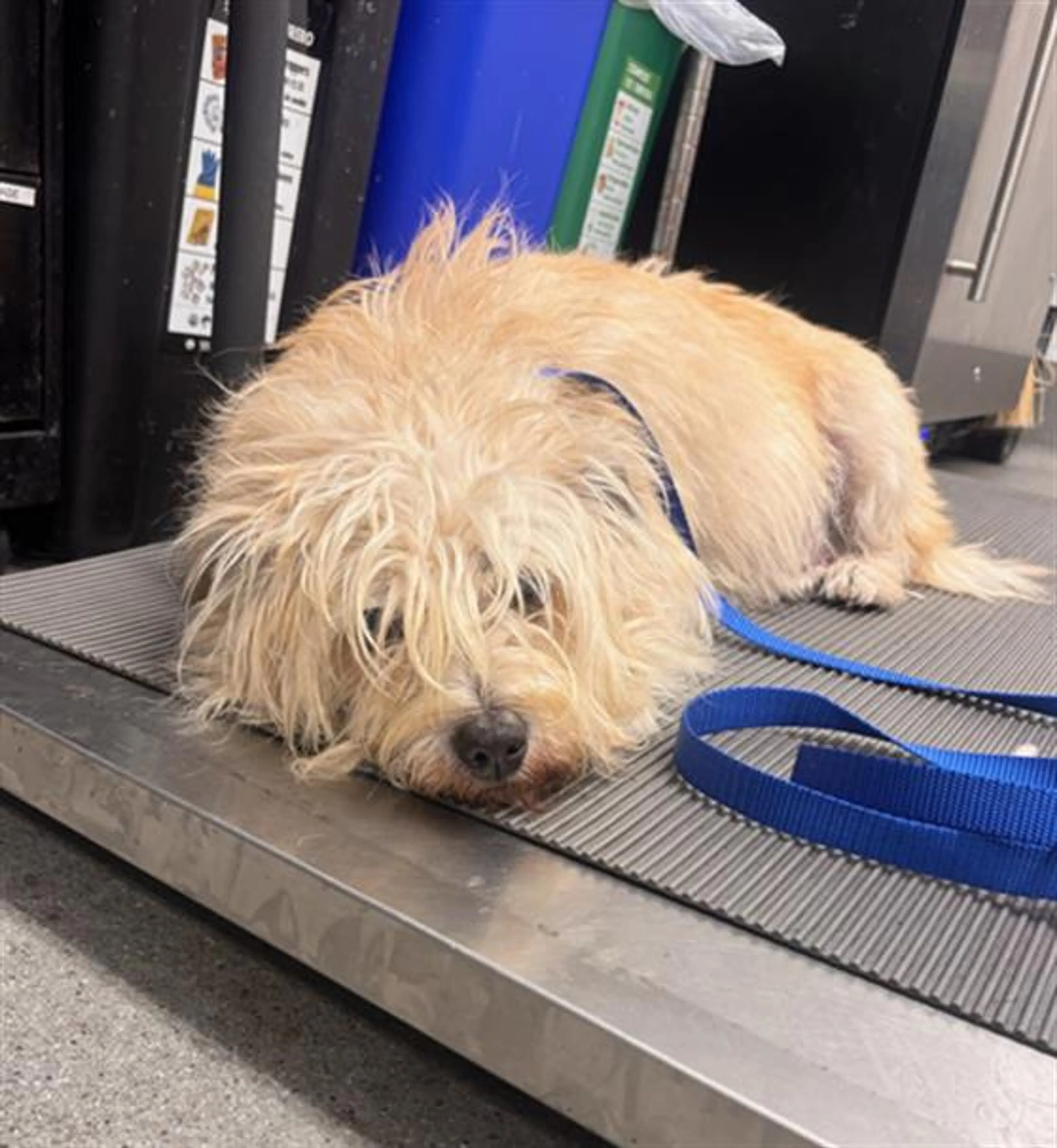 Found pet