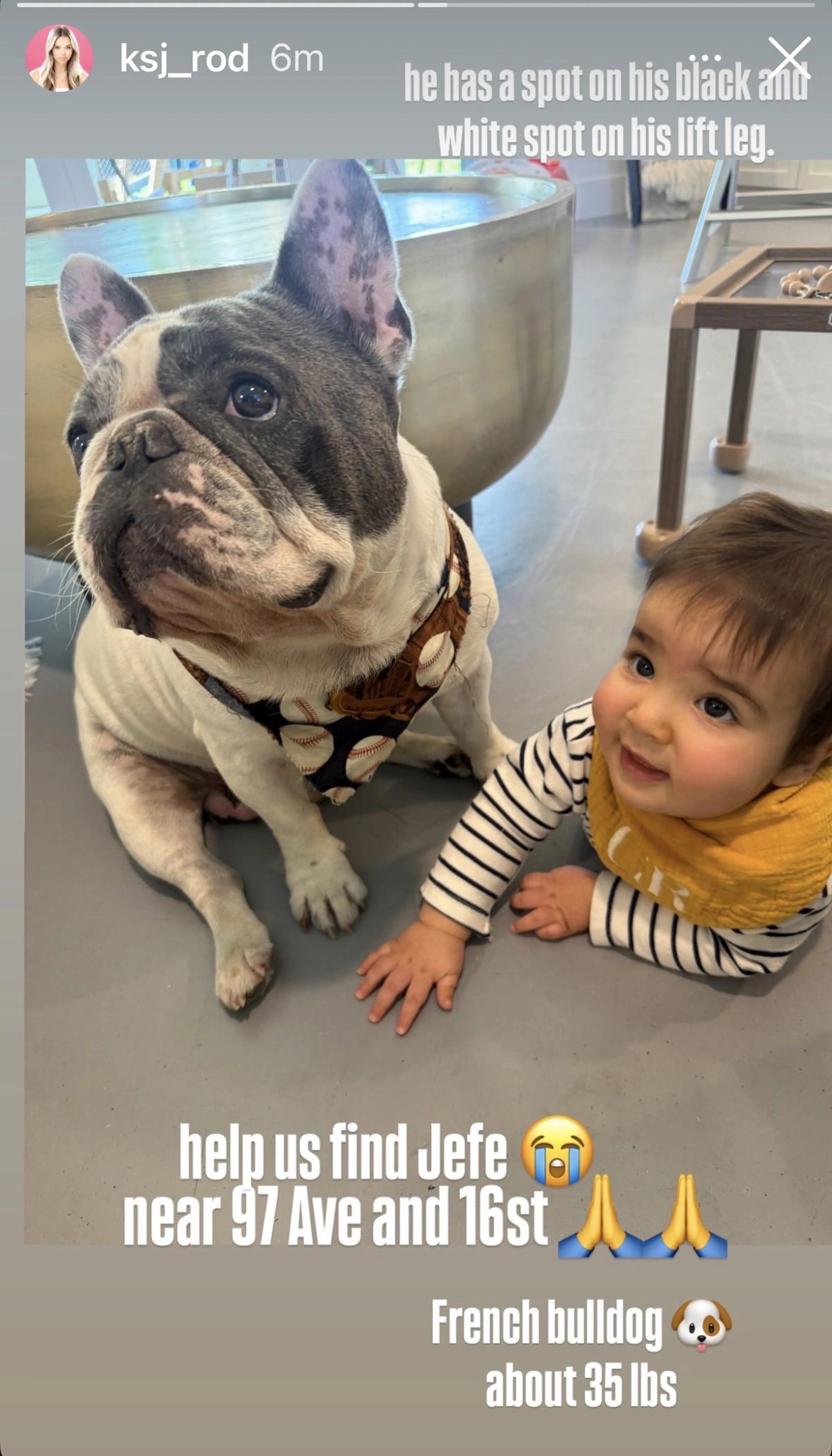 Lost pet