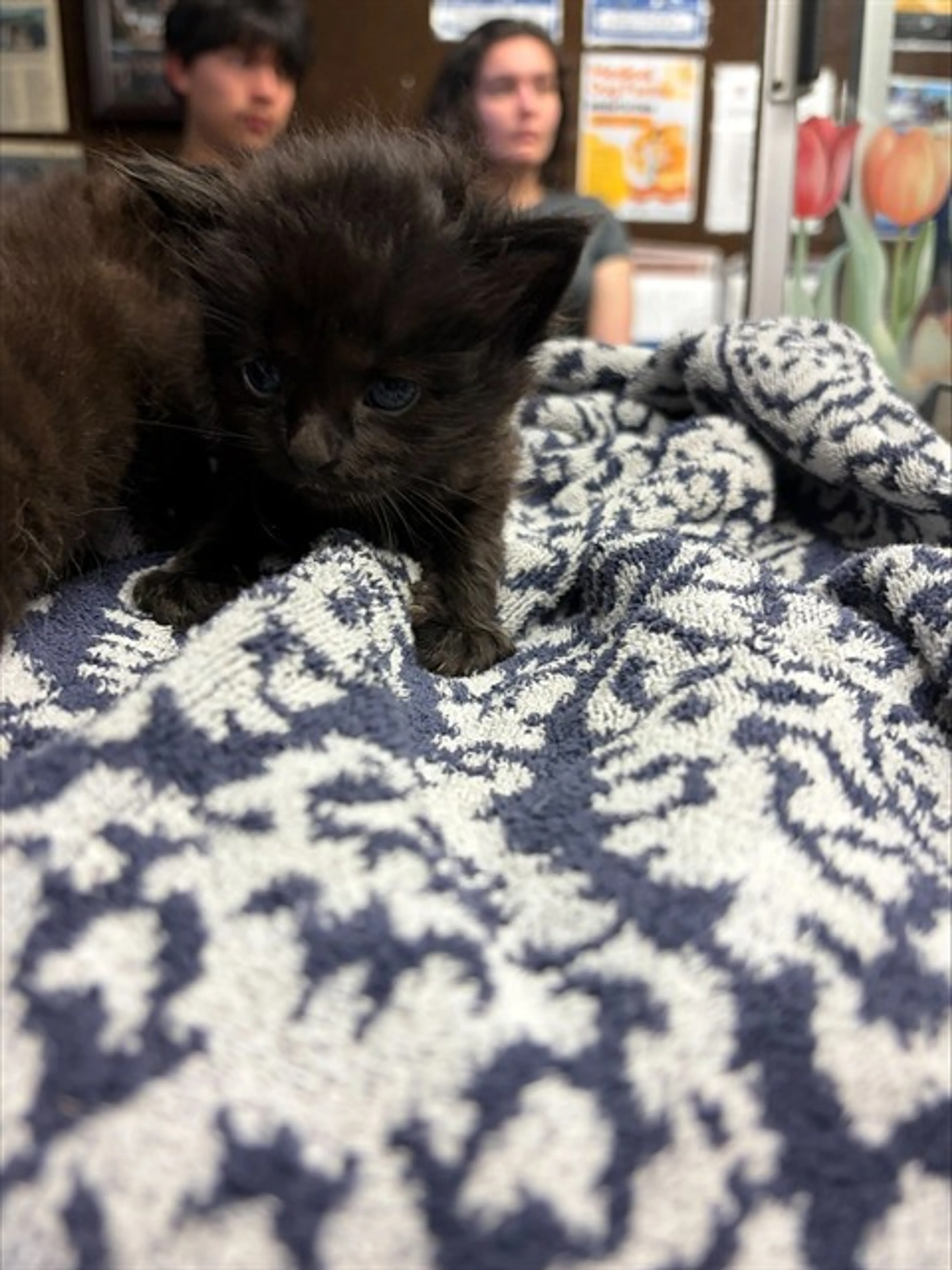 Found pet