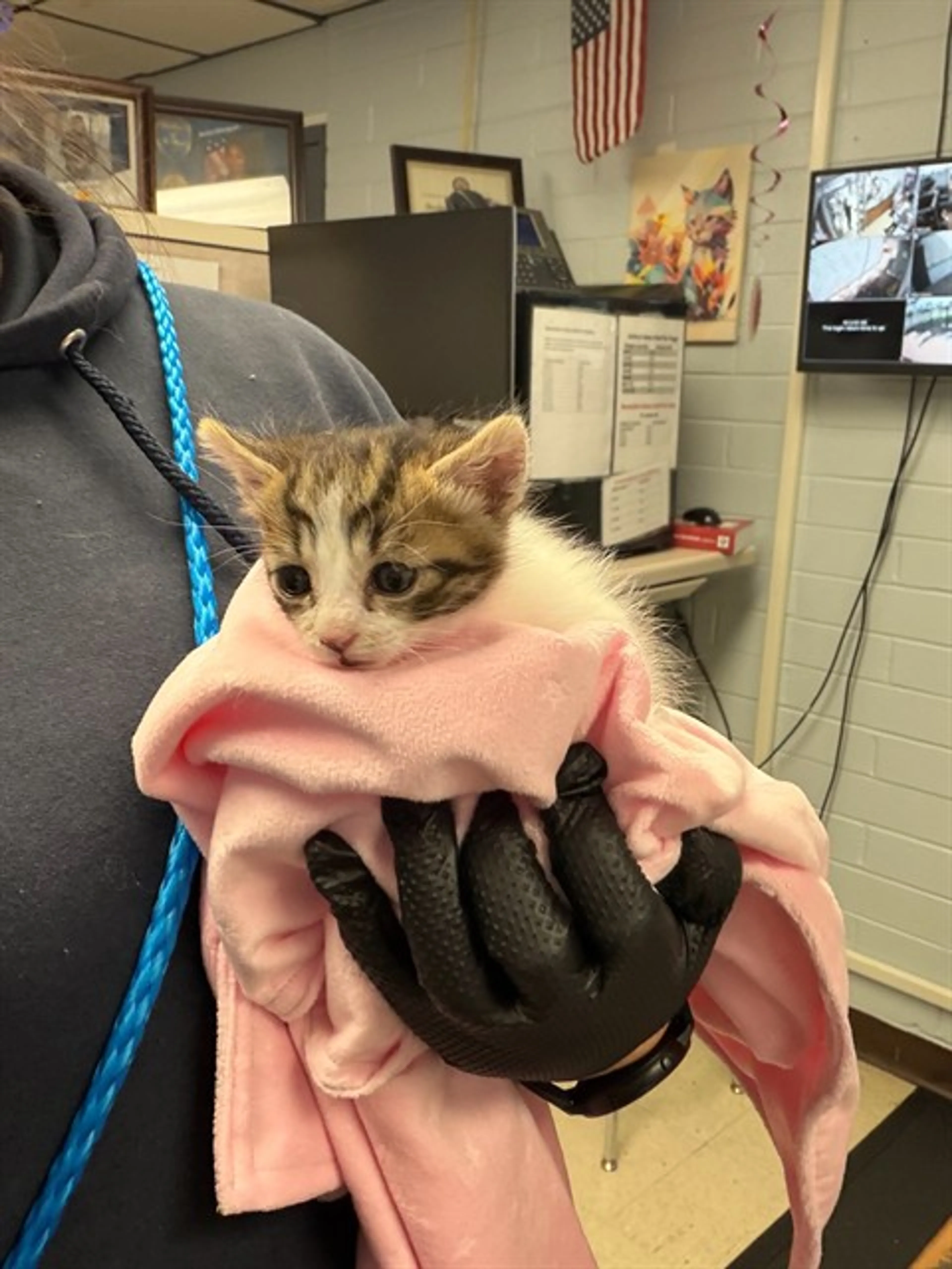 Found pet