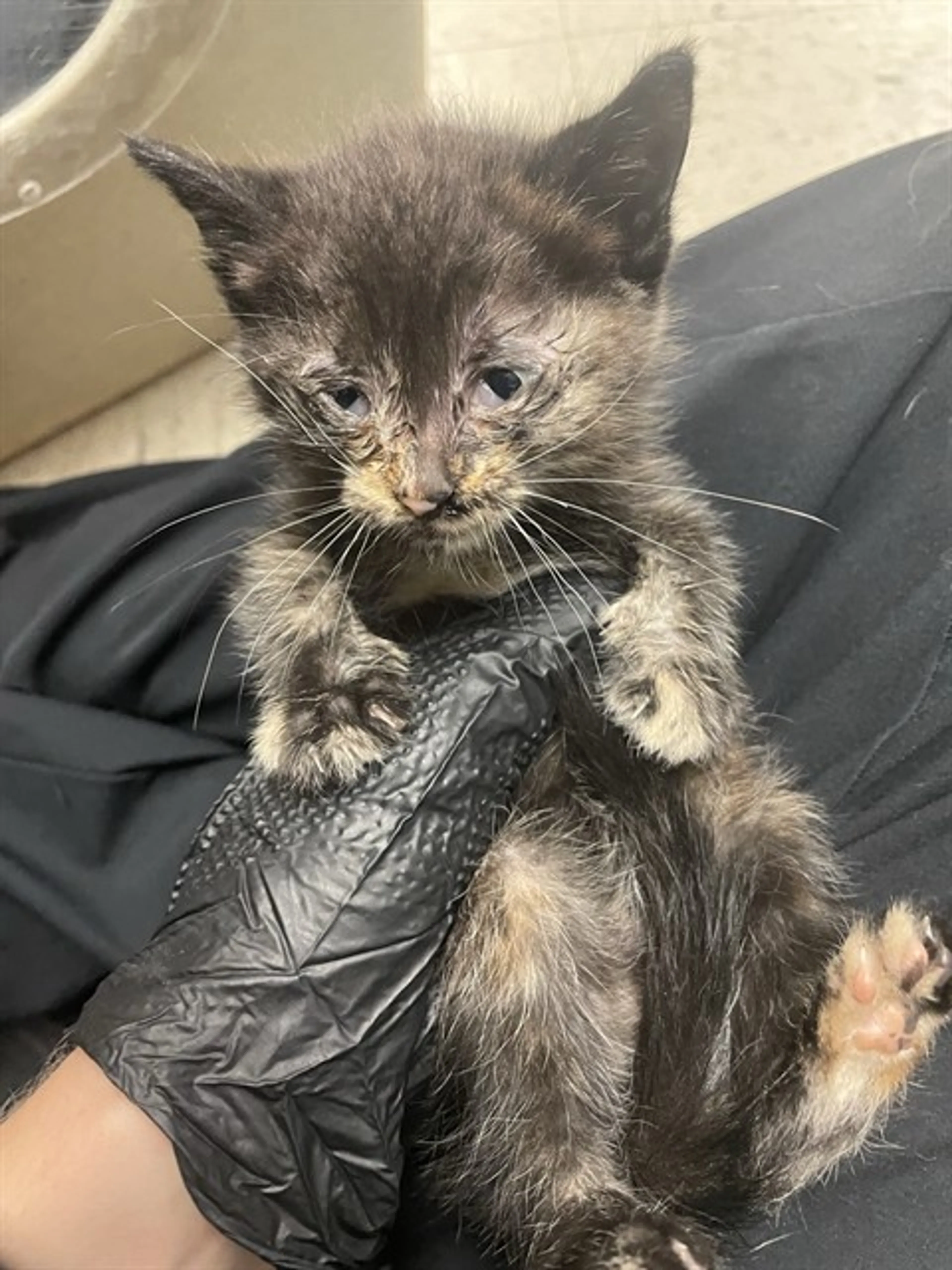 Found pet