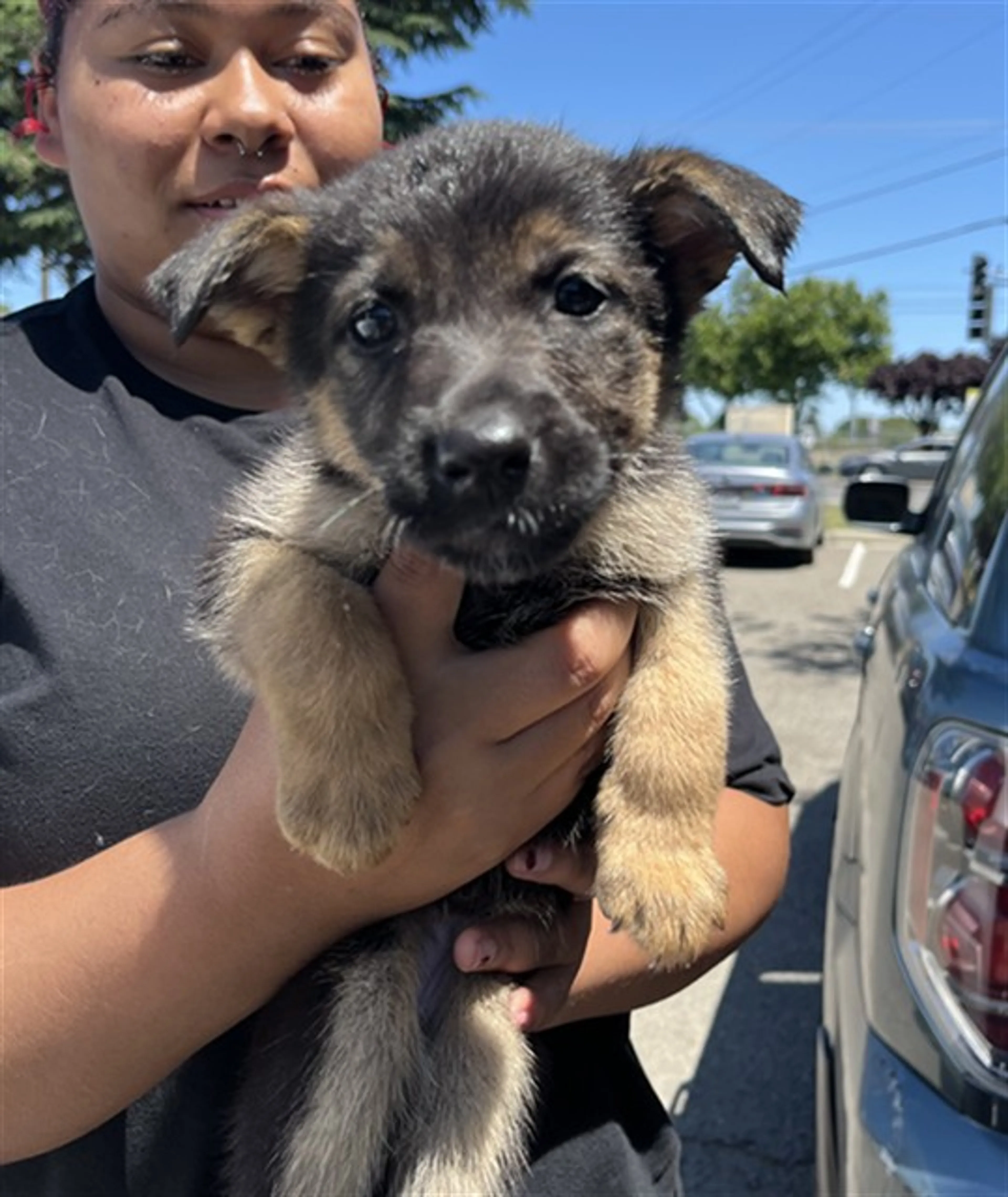 Found pet