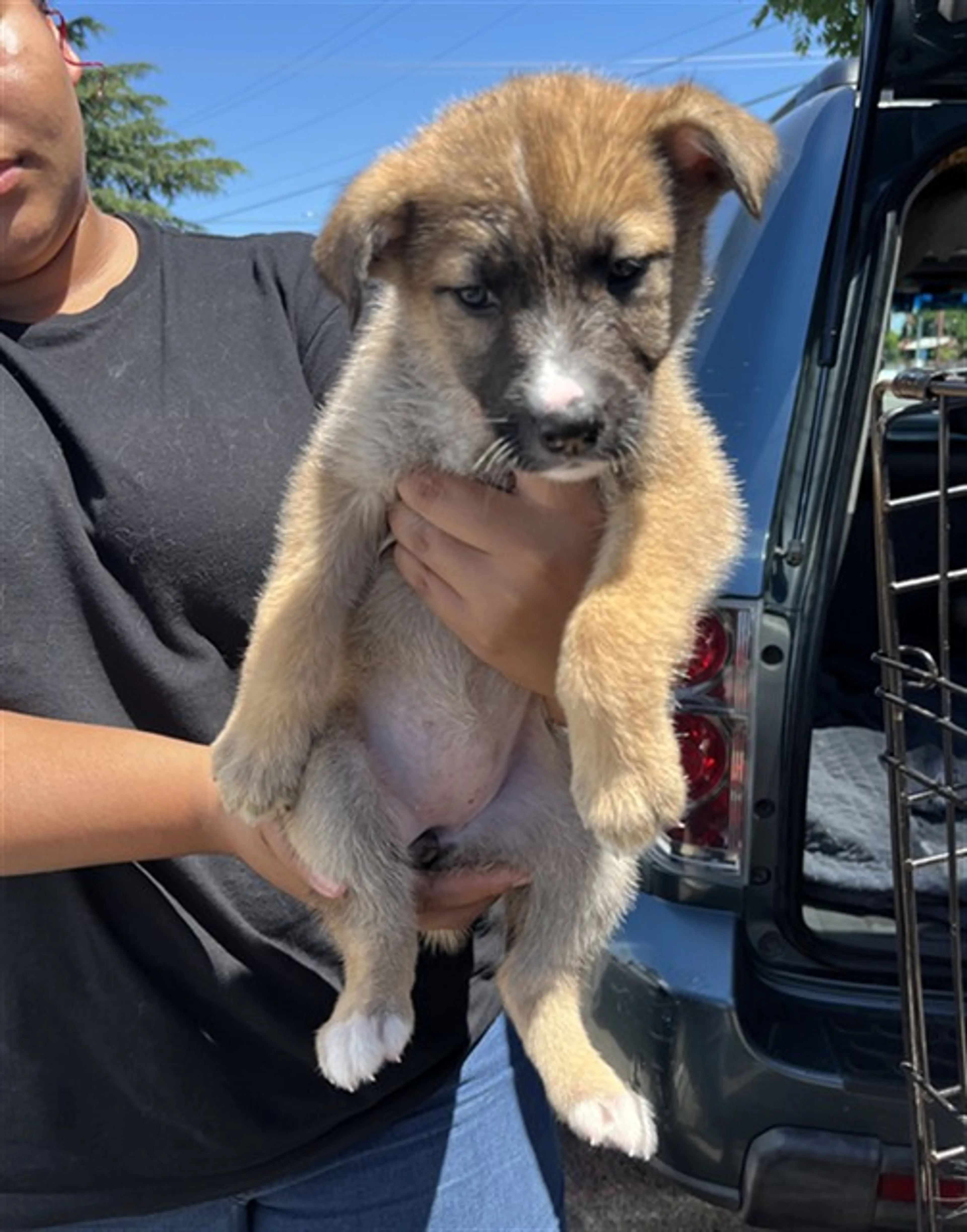 Found pet