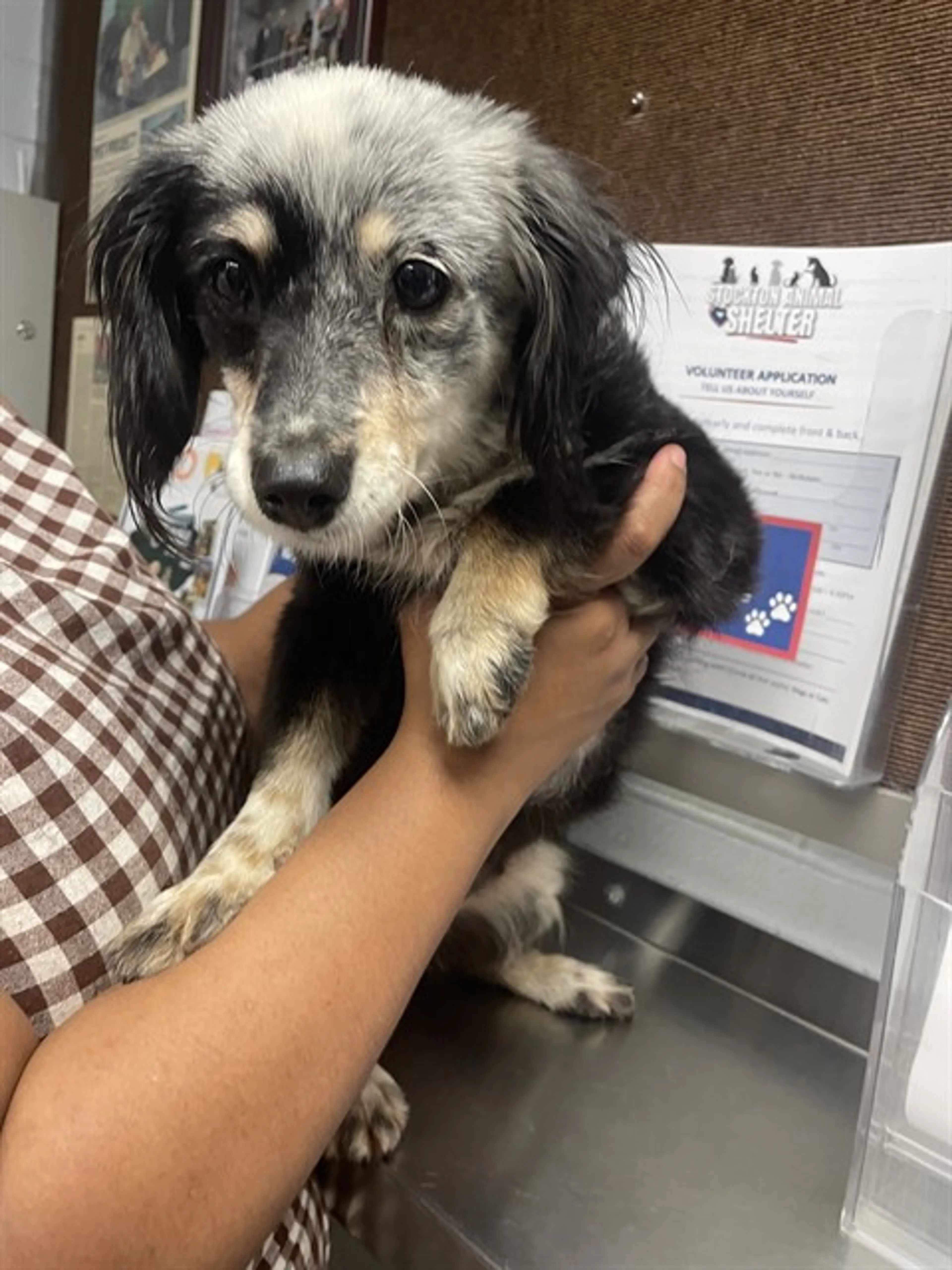 Found pet
