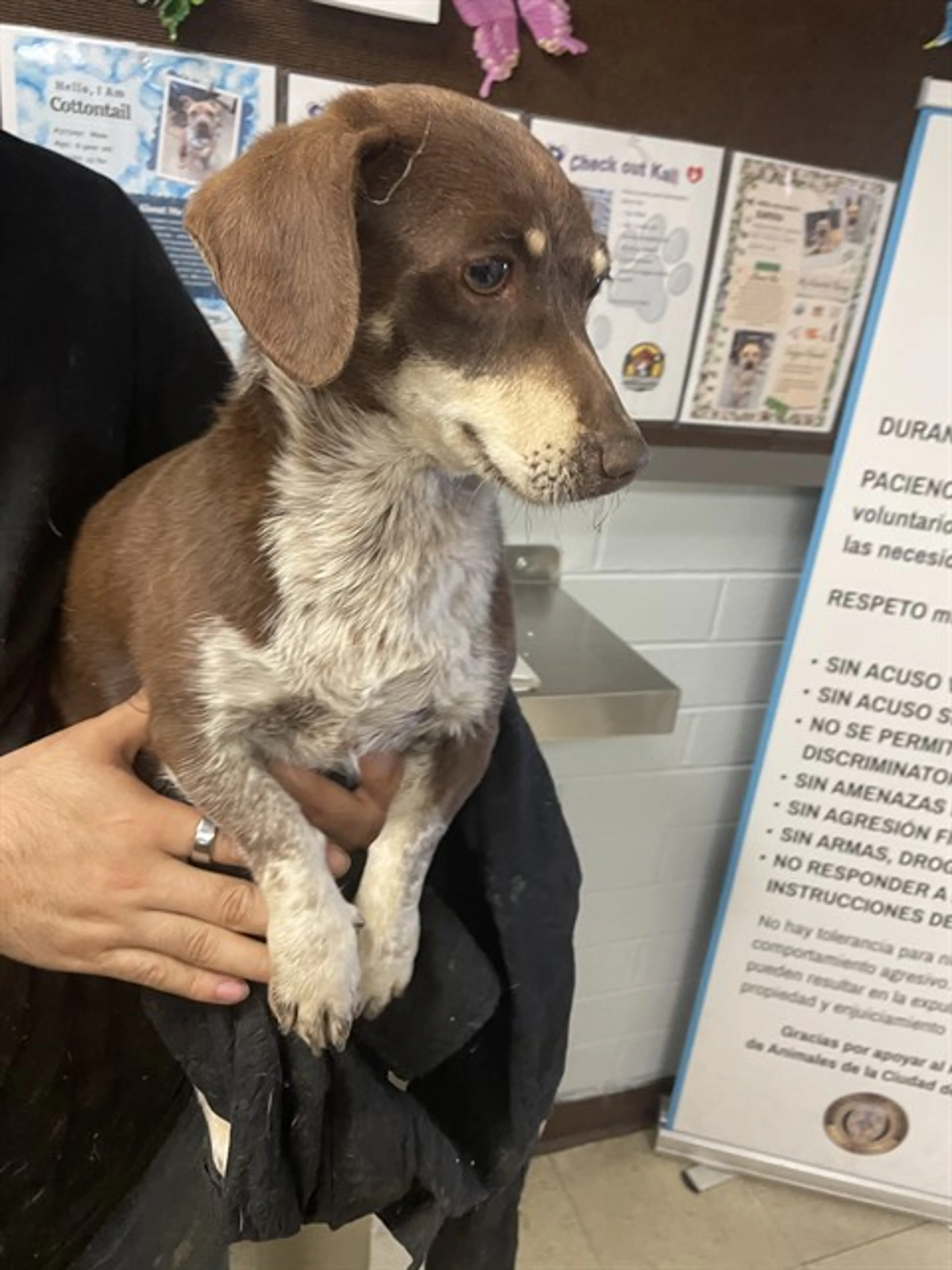 Found pet