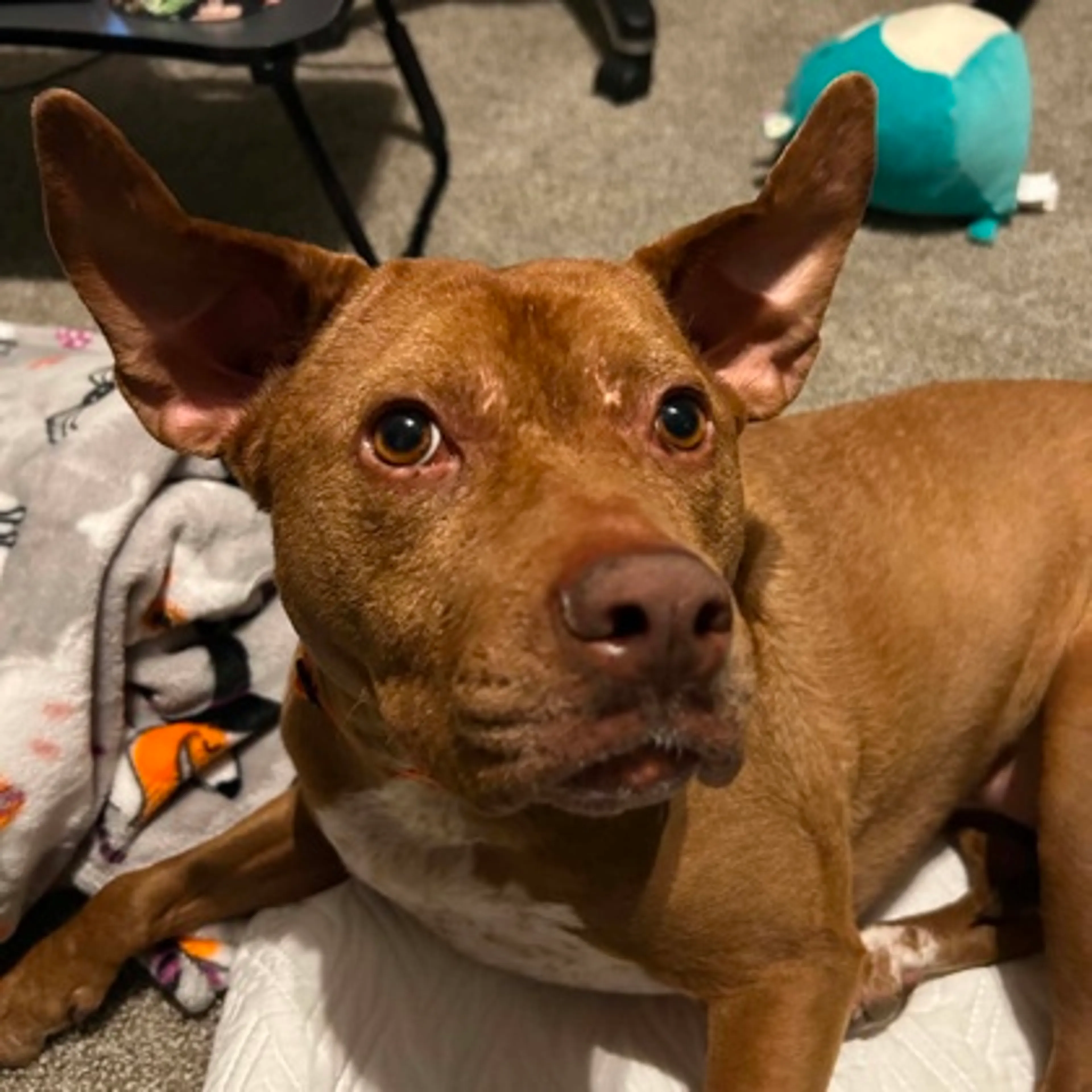 Found pet-2