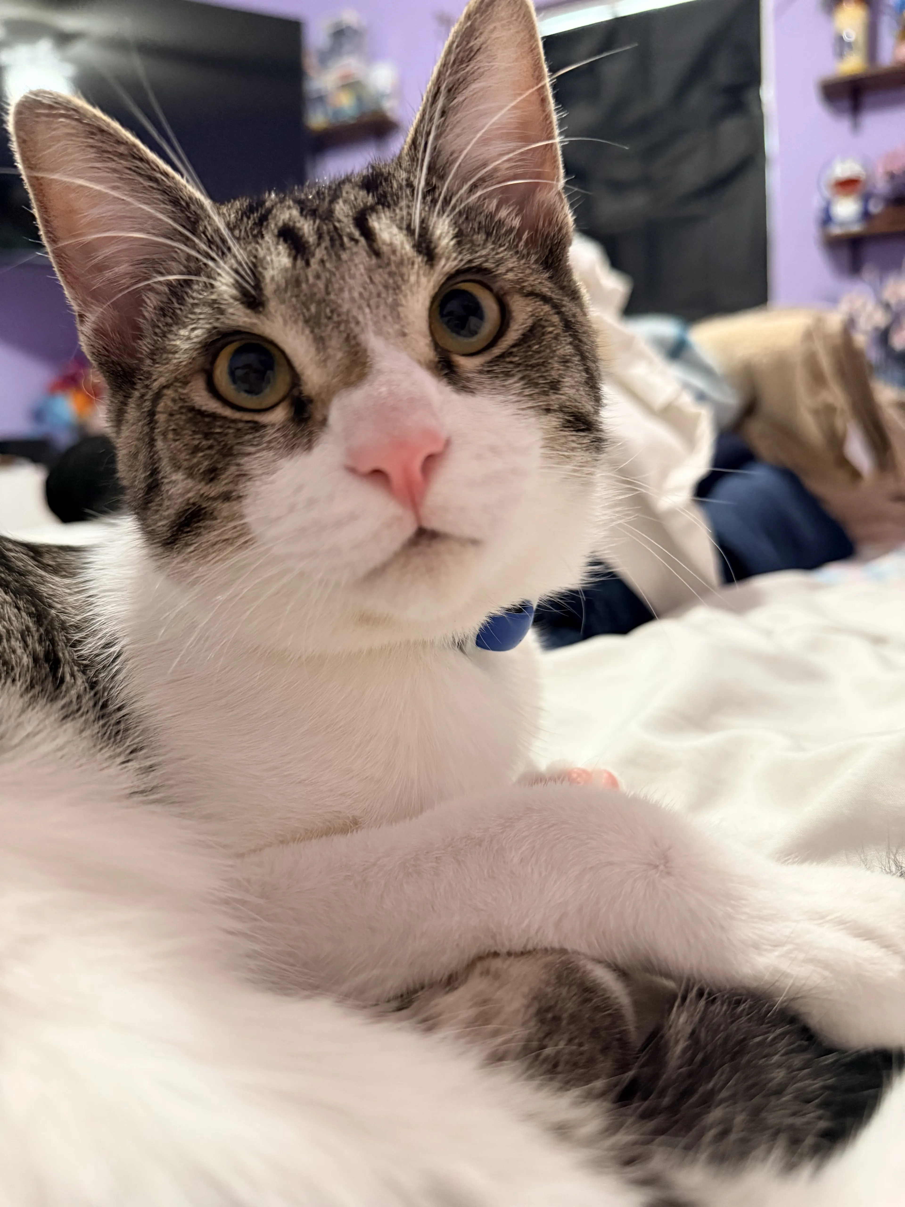 Lost pet
