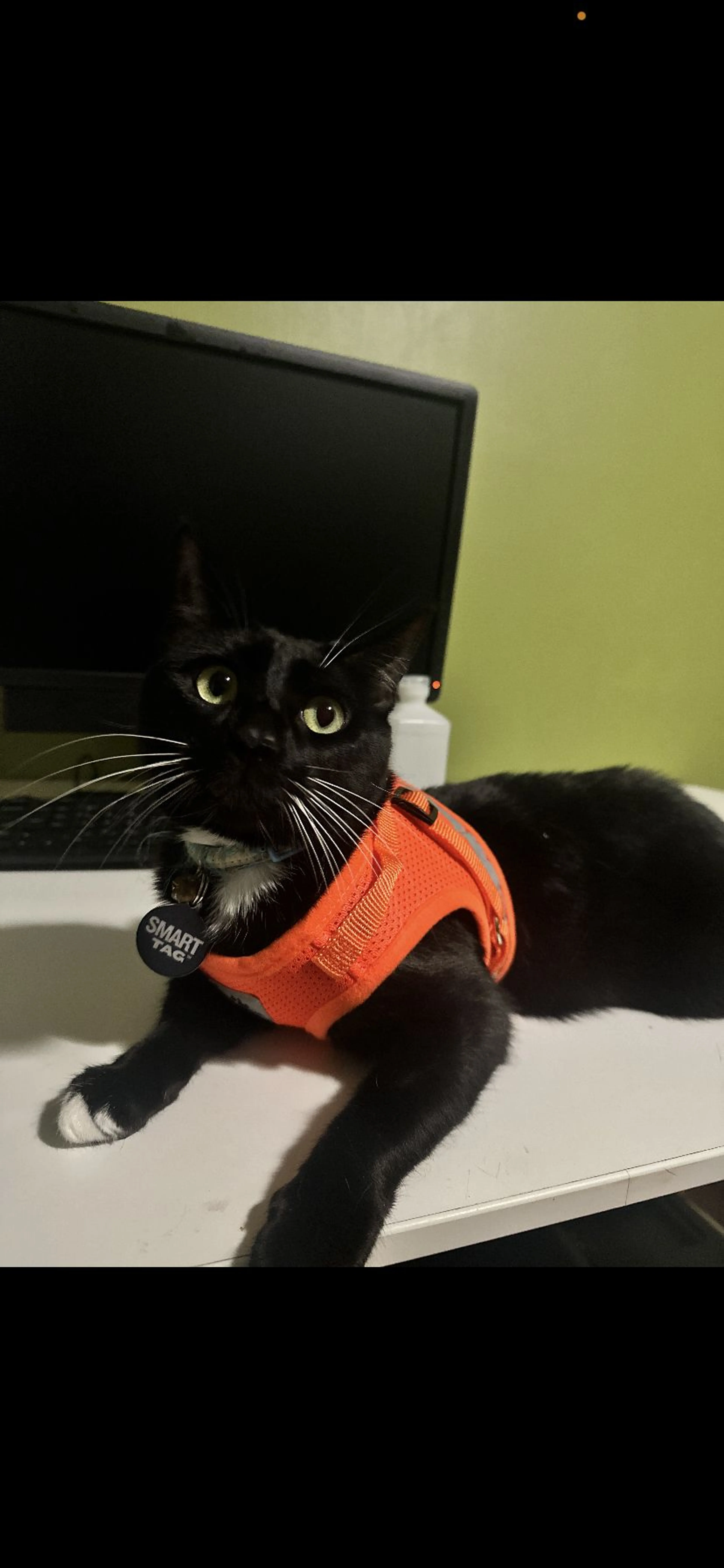 Lost pet-1