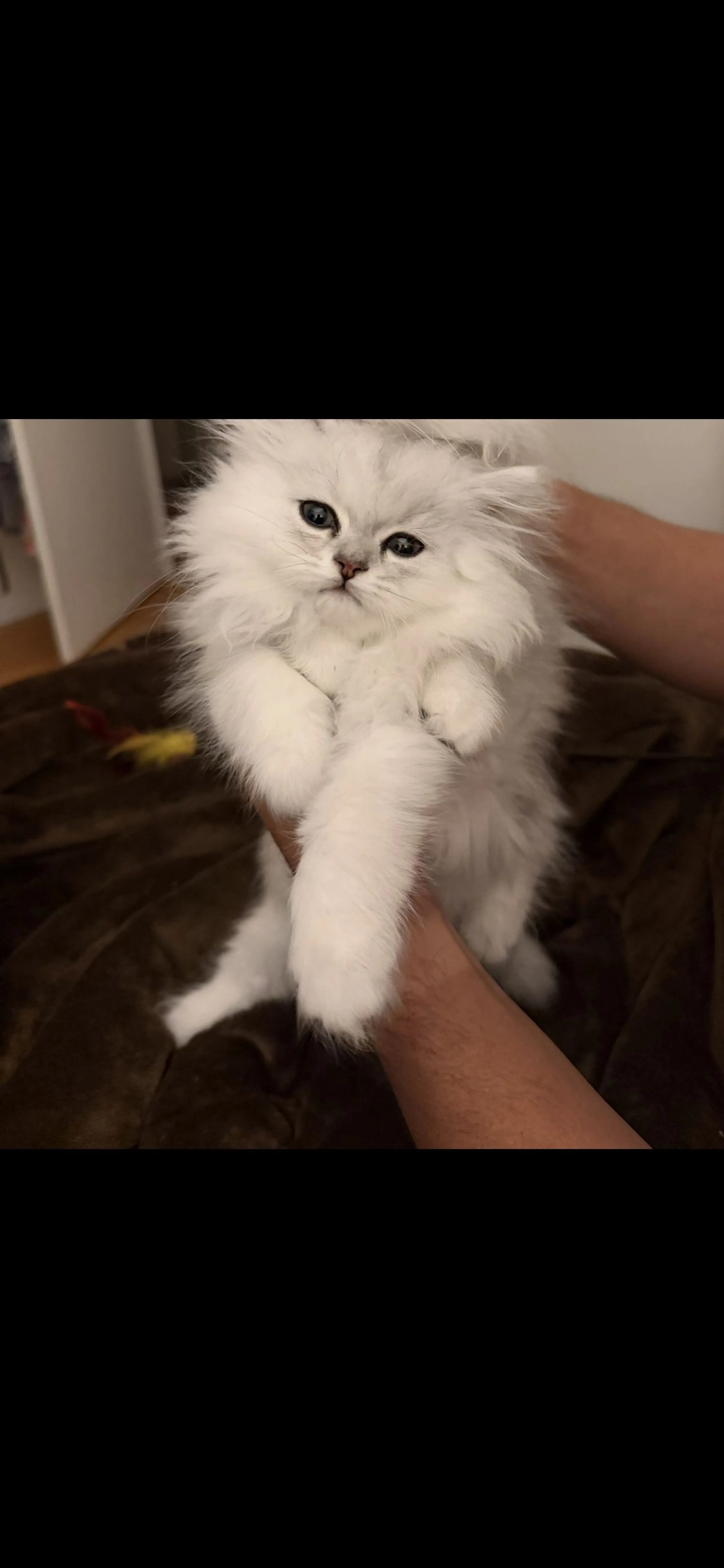 Lost pet