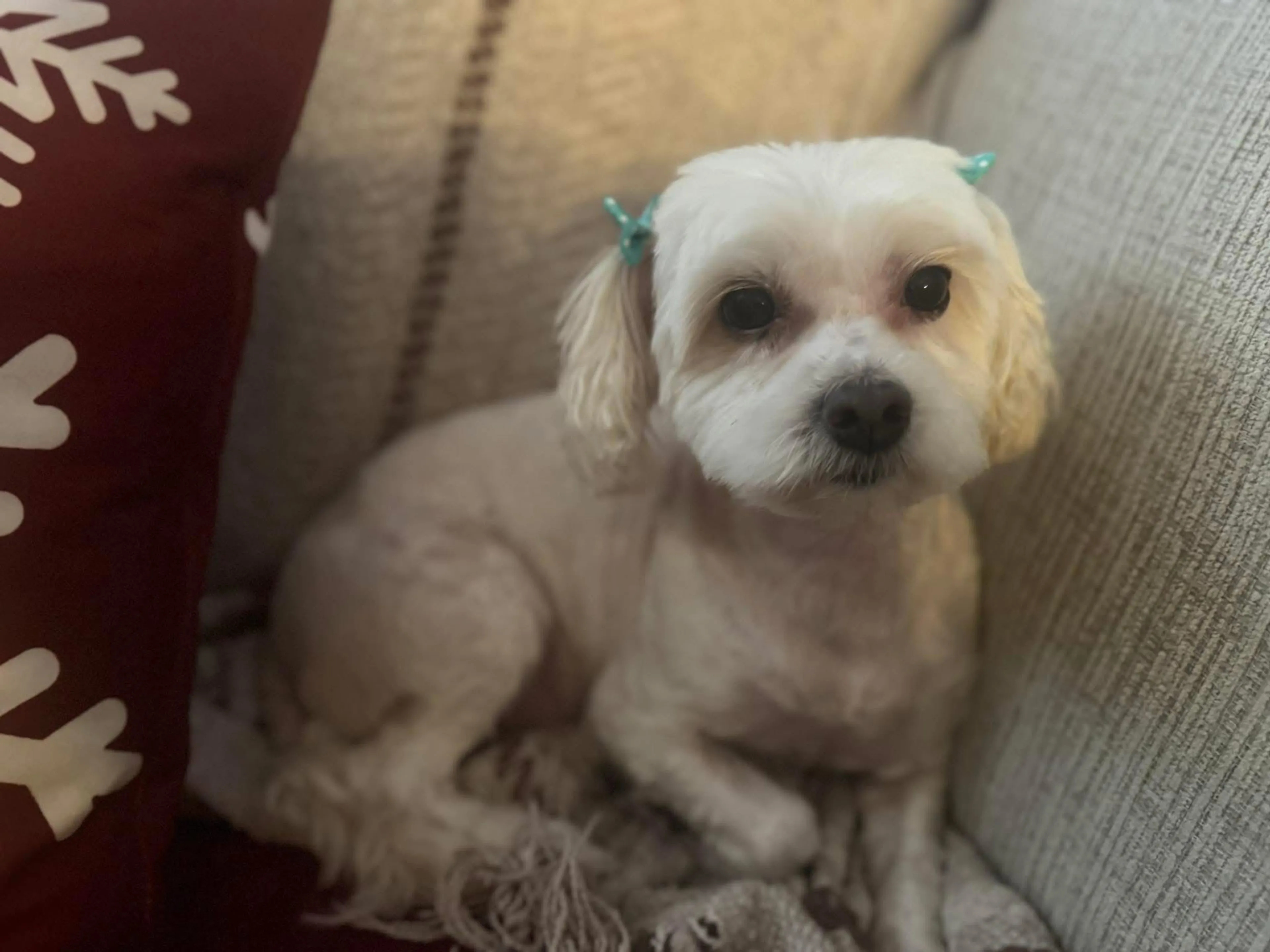 Lost pet