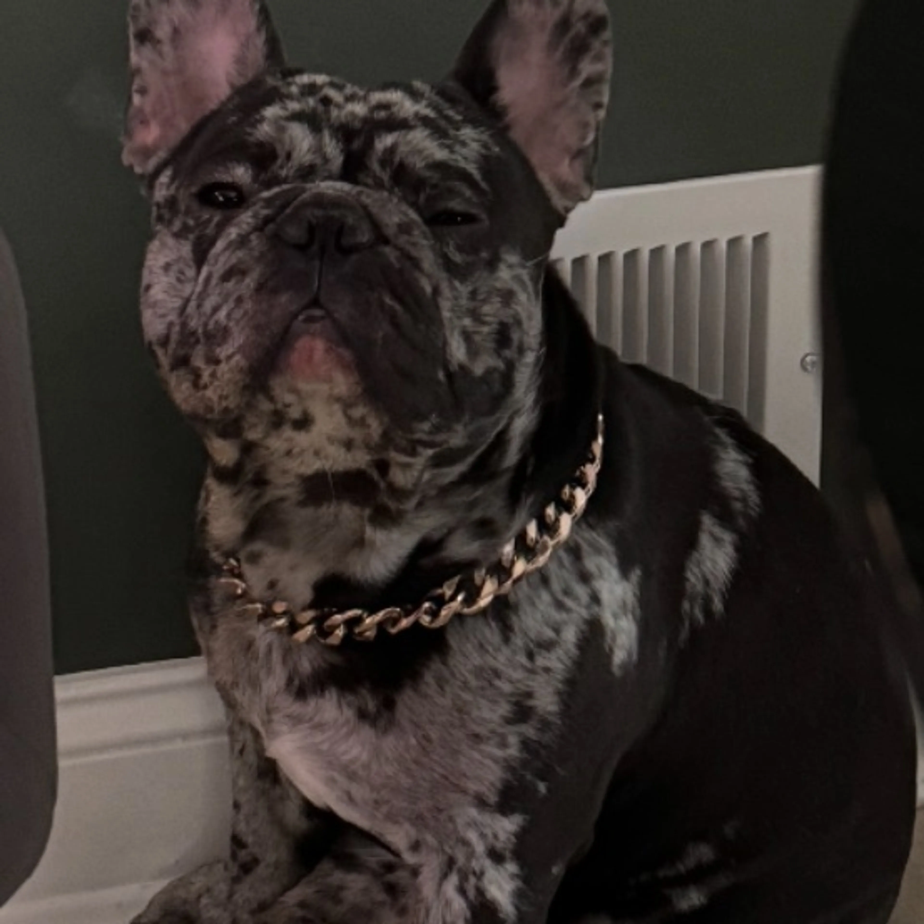 Lost pet