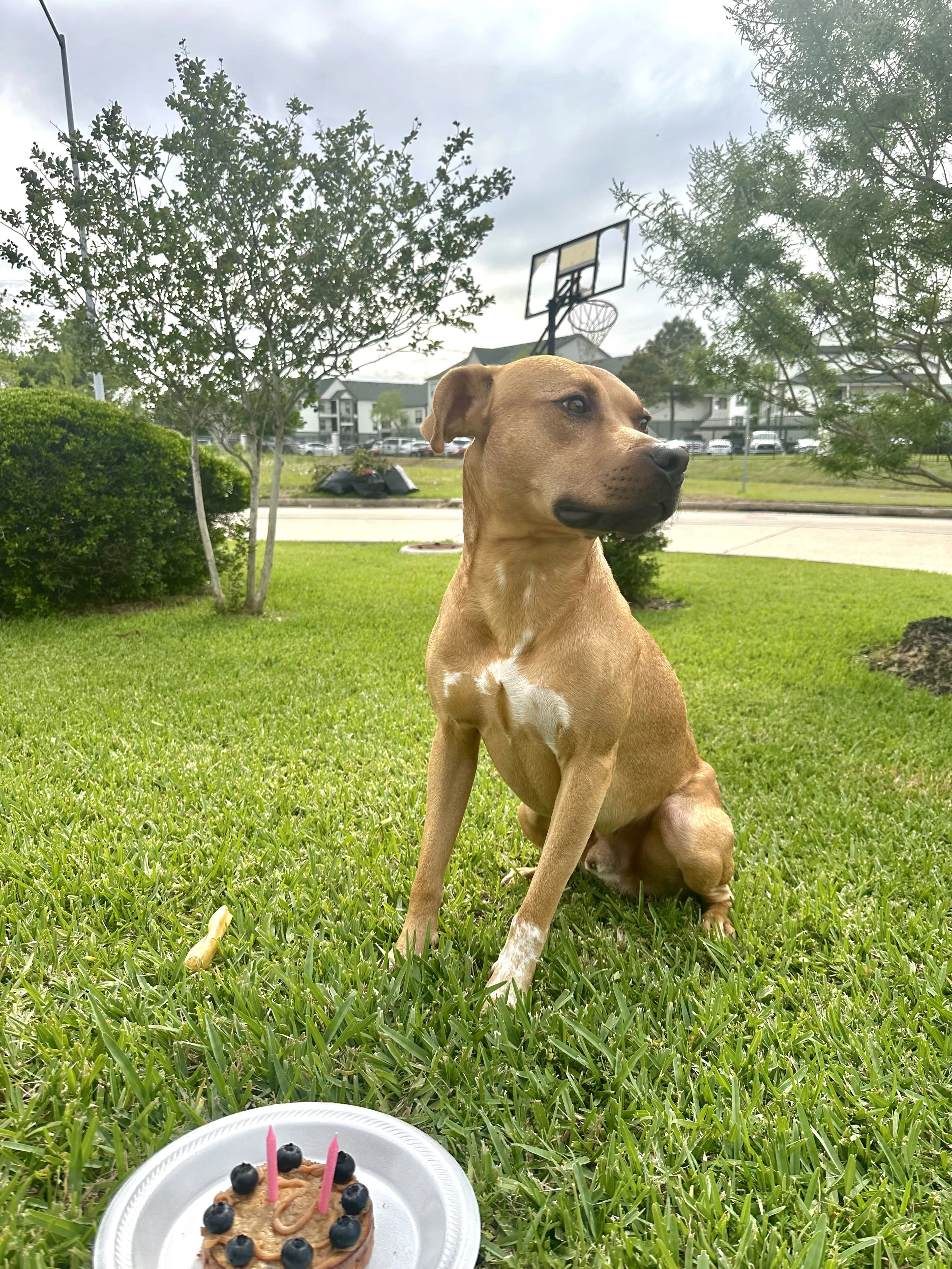 Lost pet-0