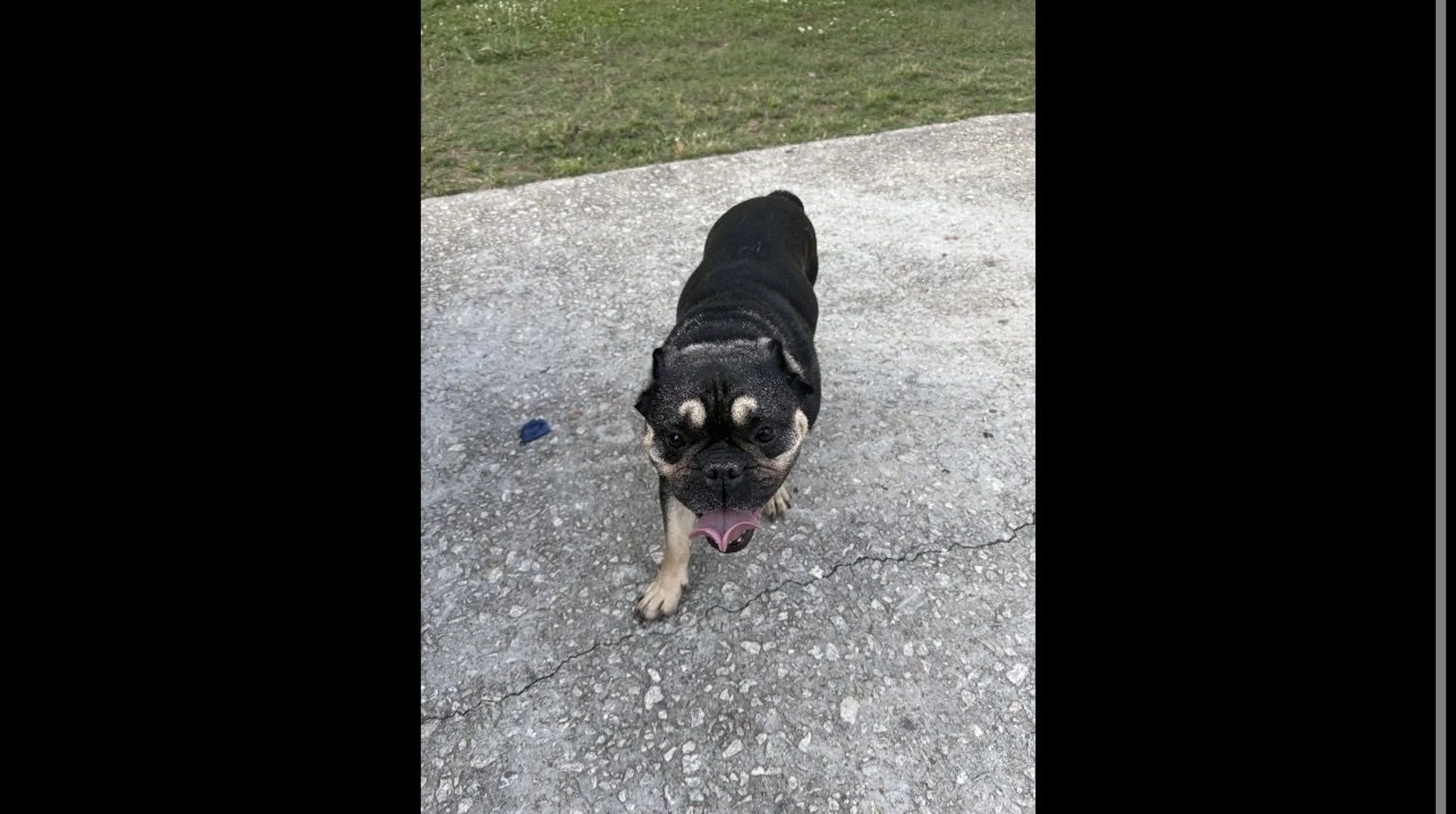 Lost pet