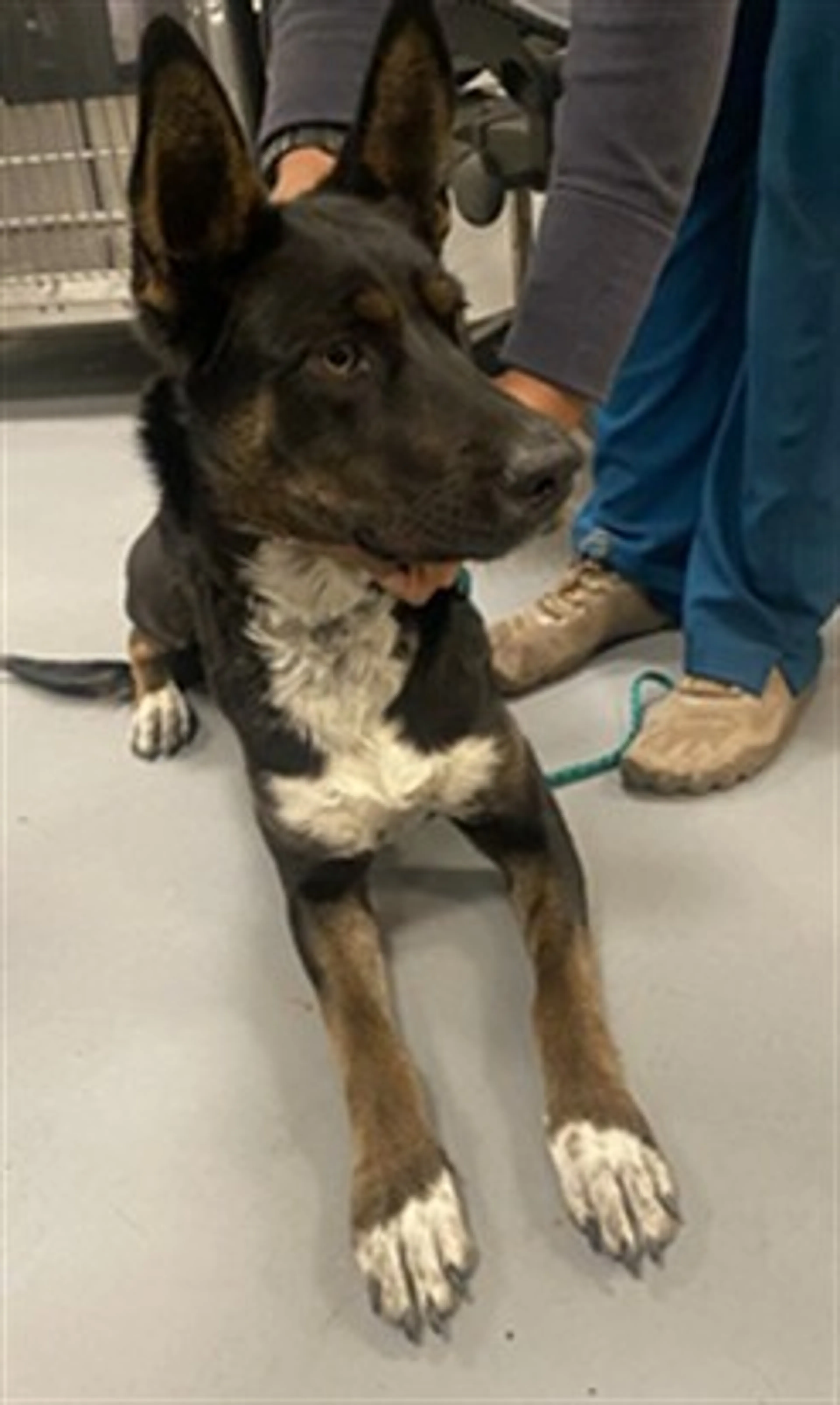 Found pet