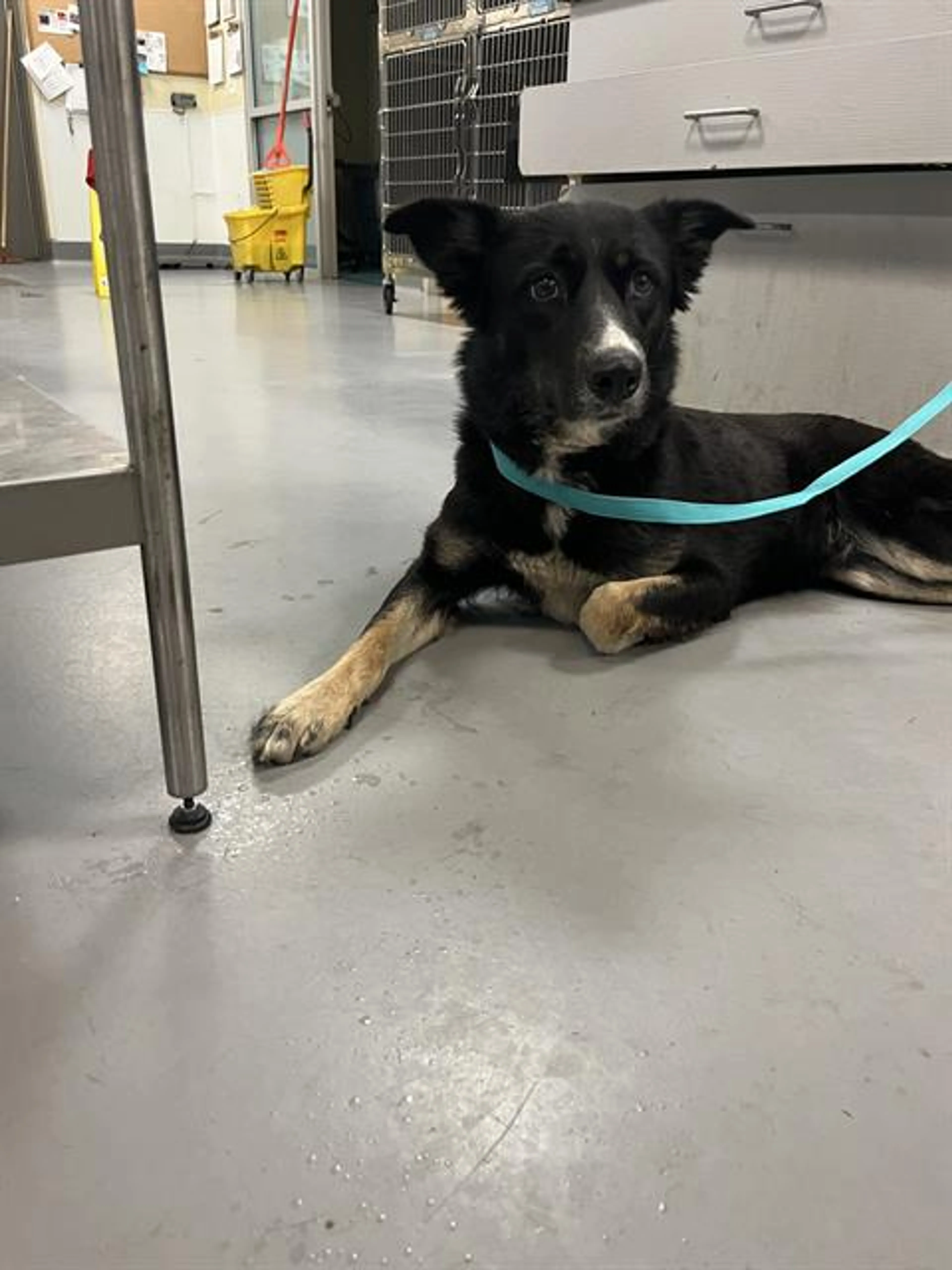 Found pet