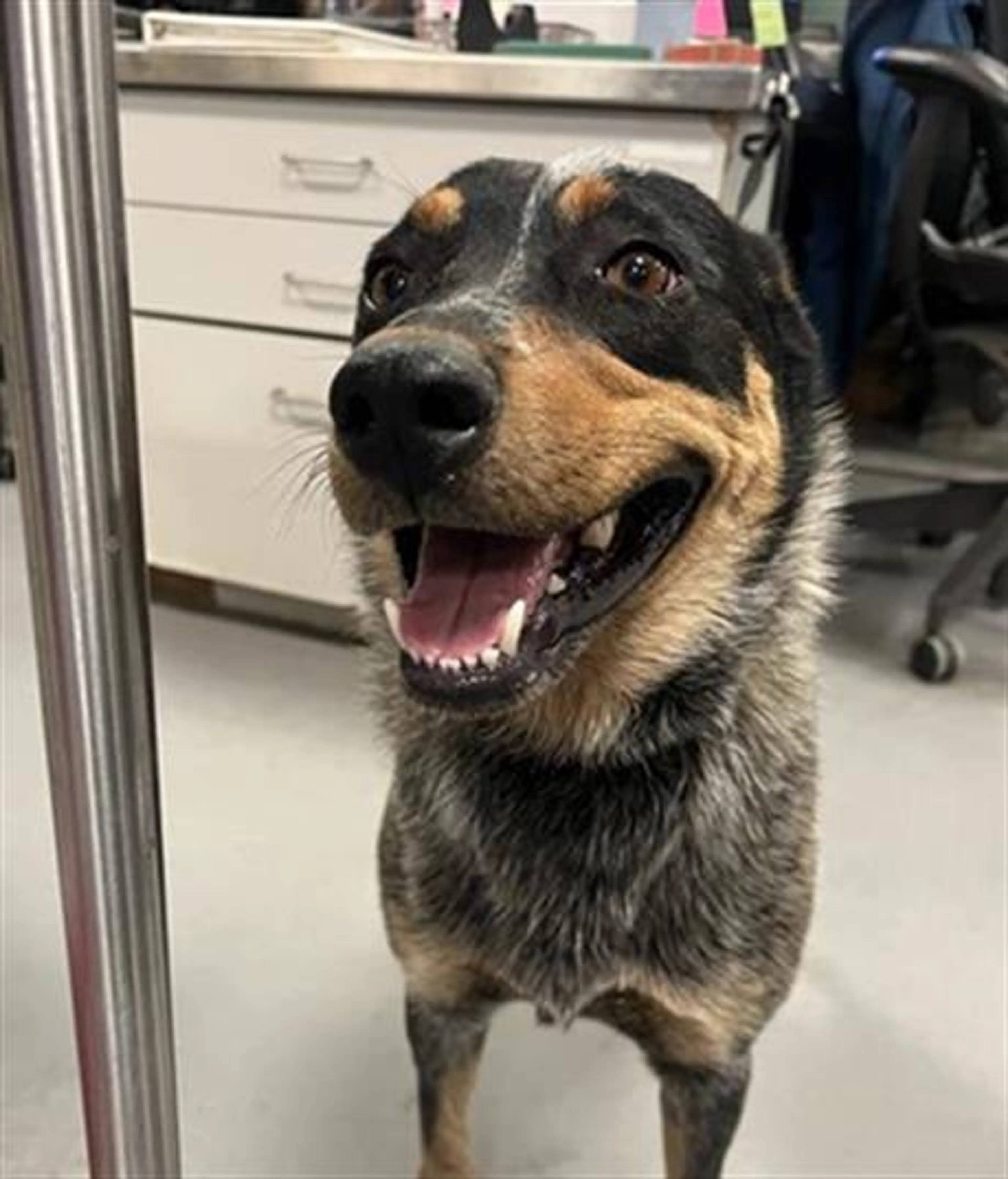 Found pet