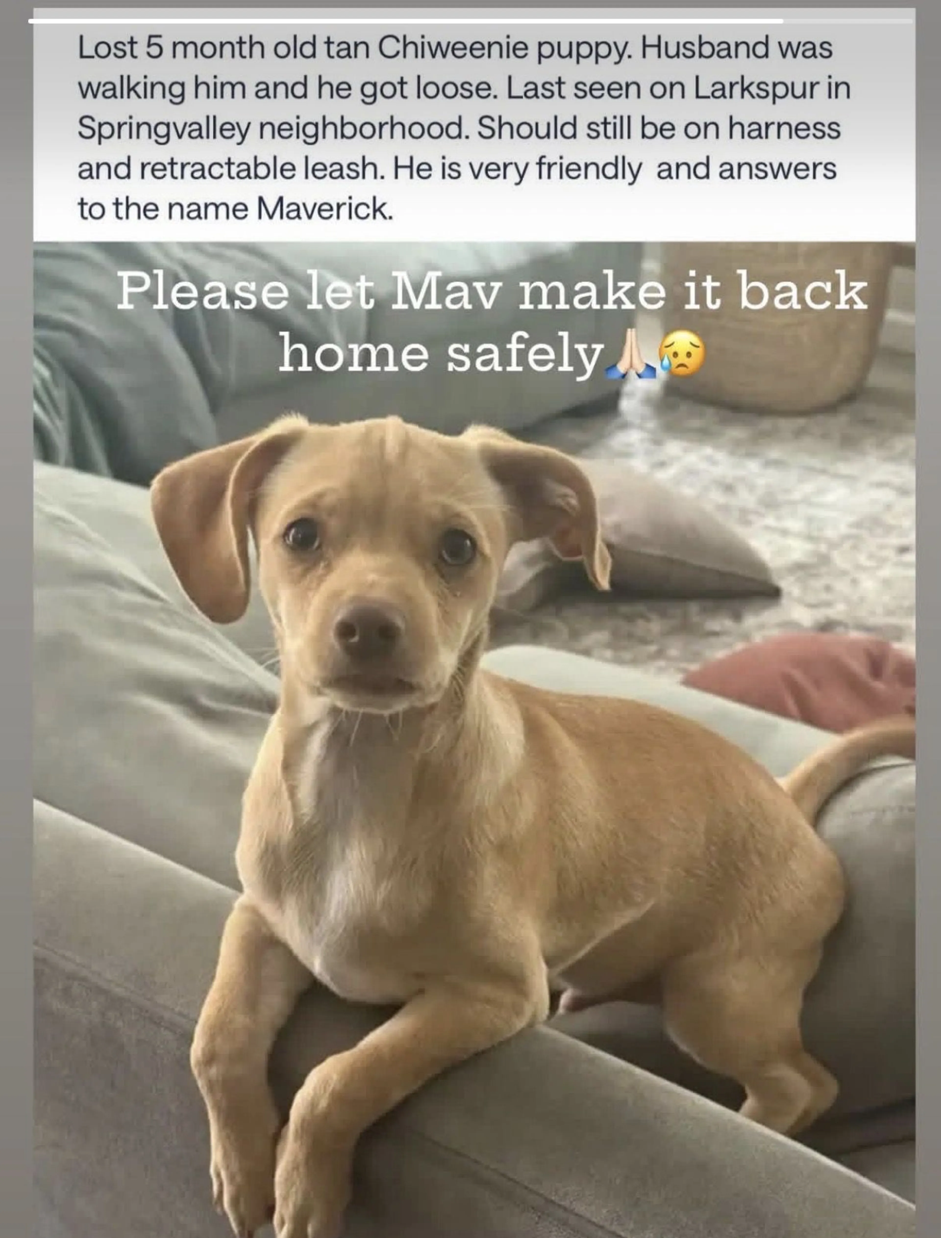 Lost pet
