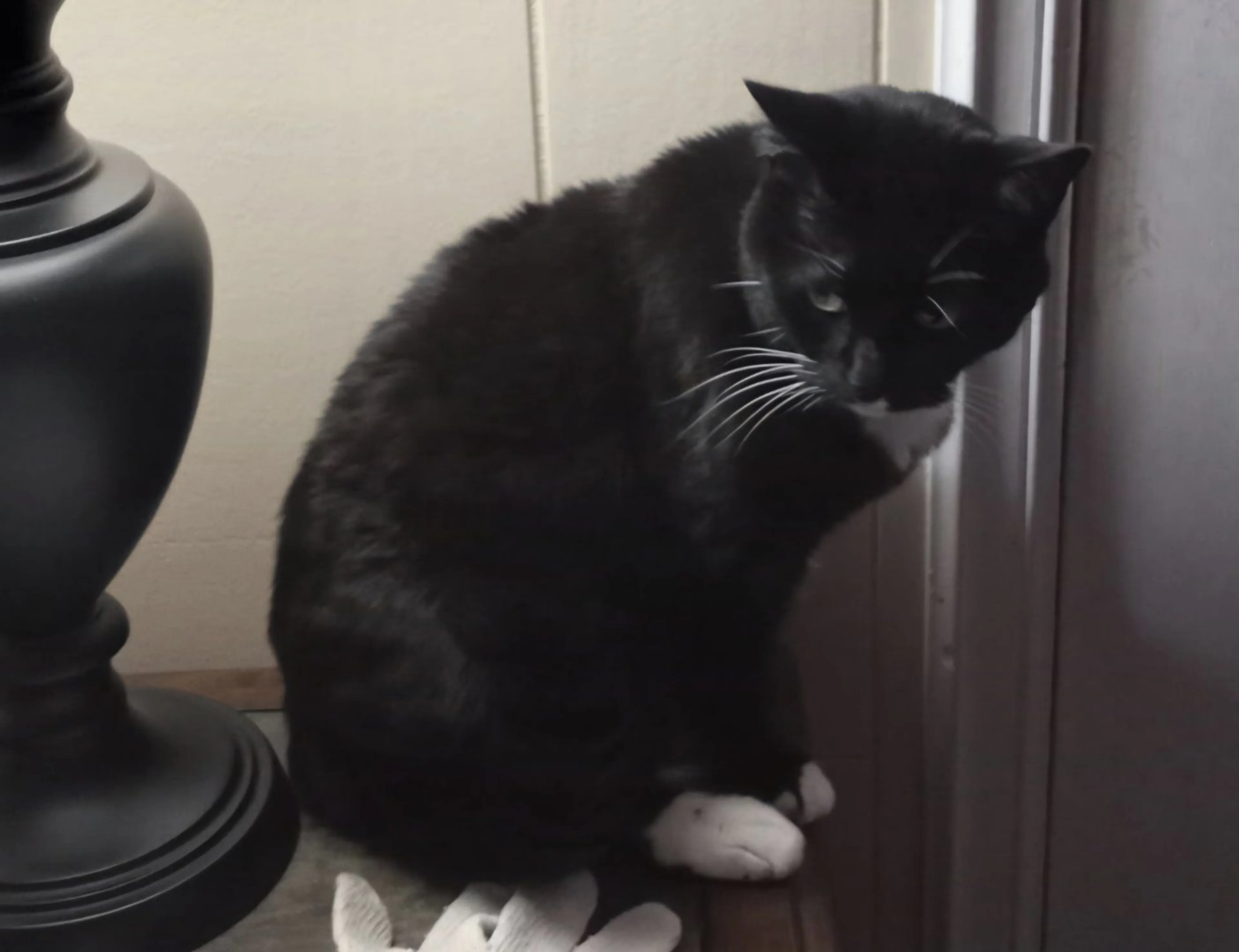 Lost pet-1