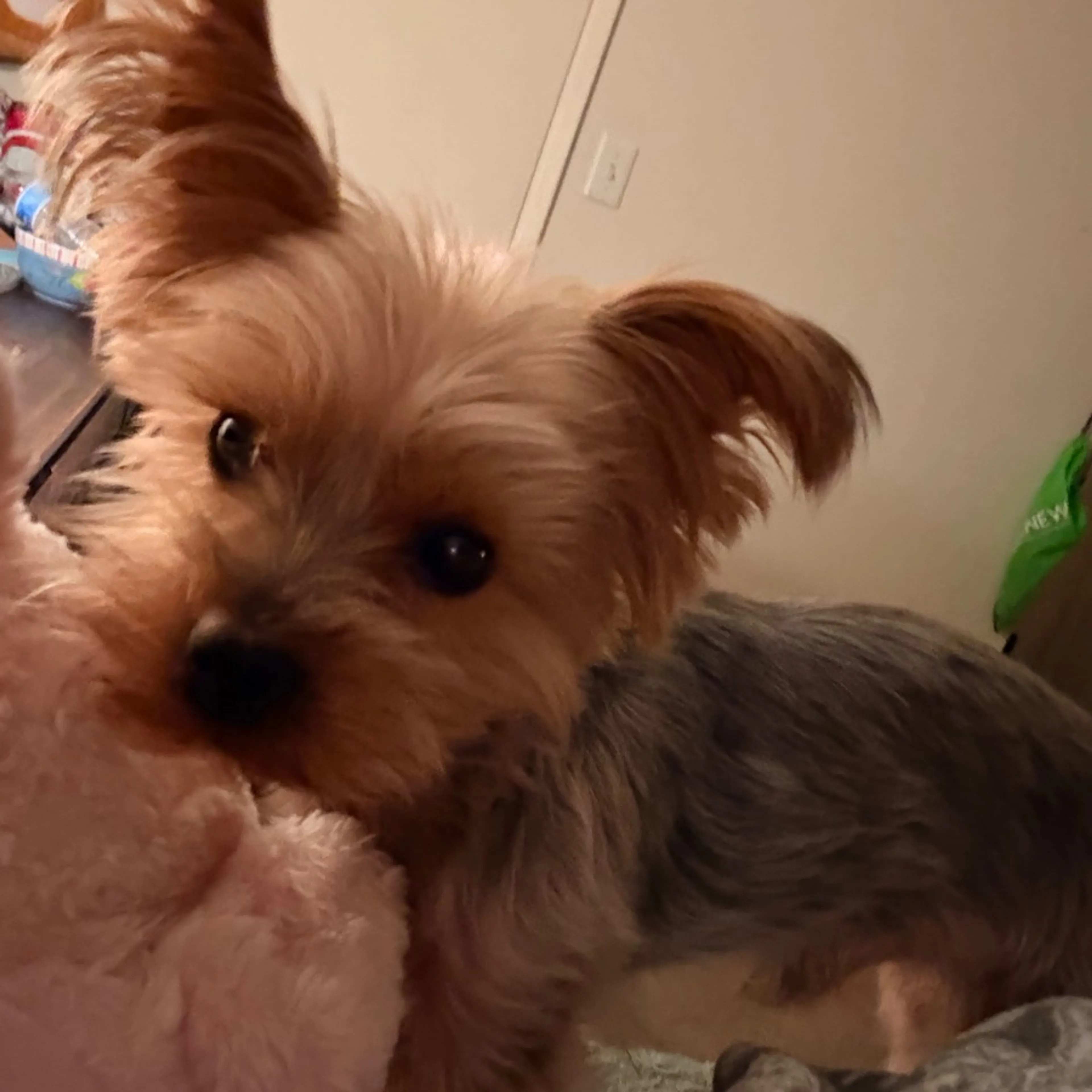 Lost pet-0