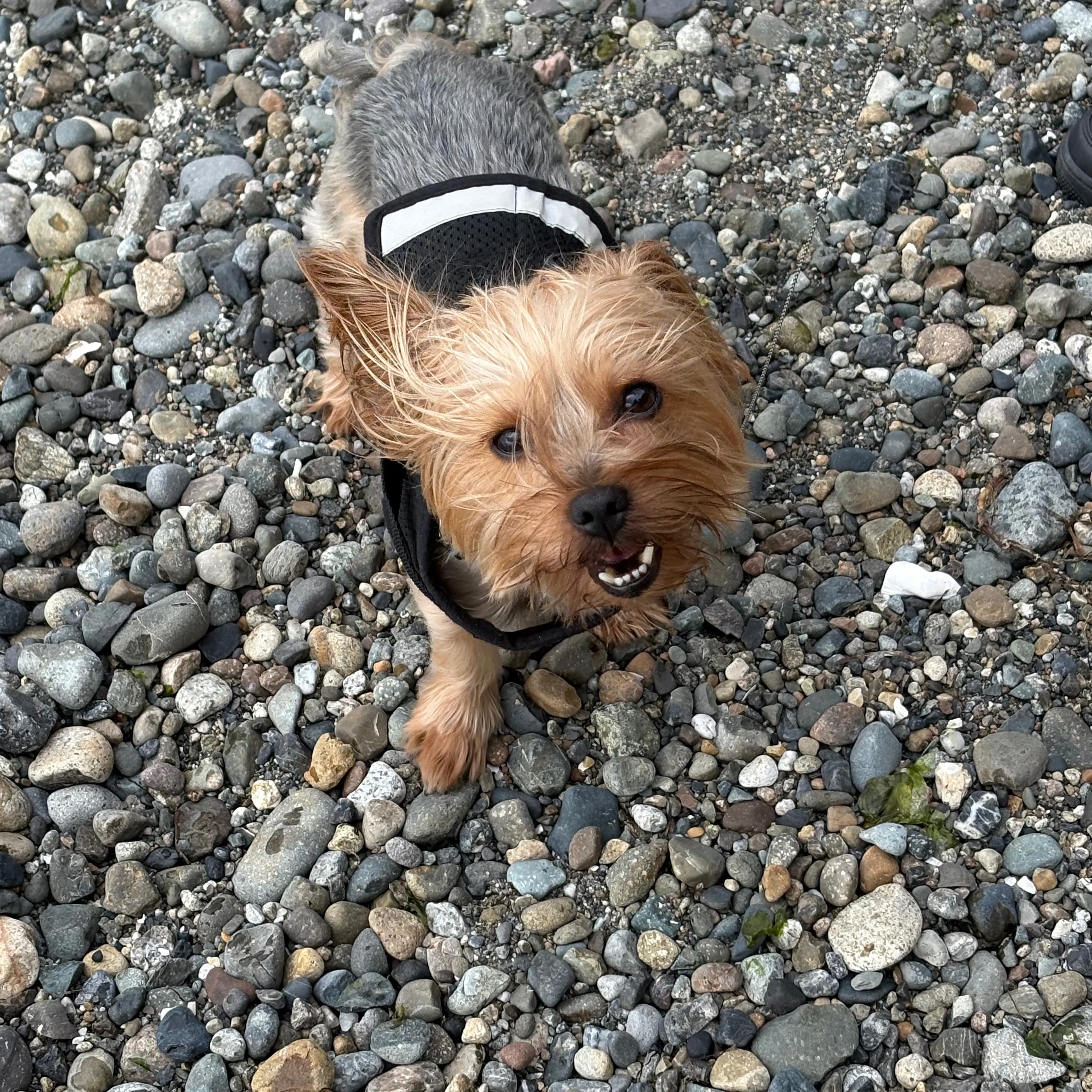 Lost pet-1