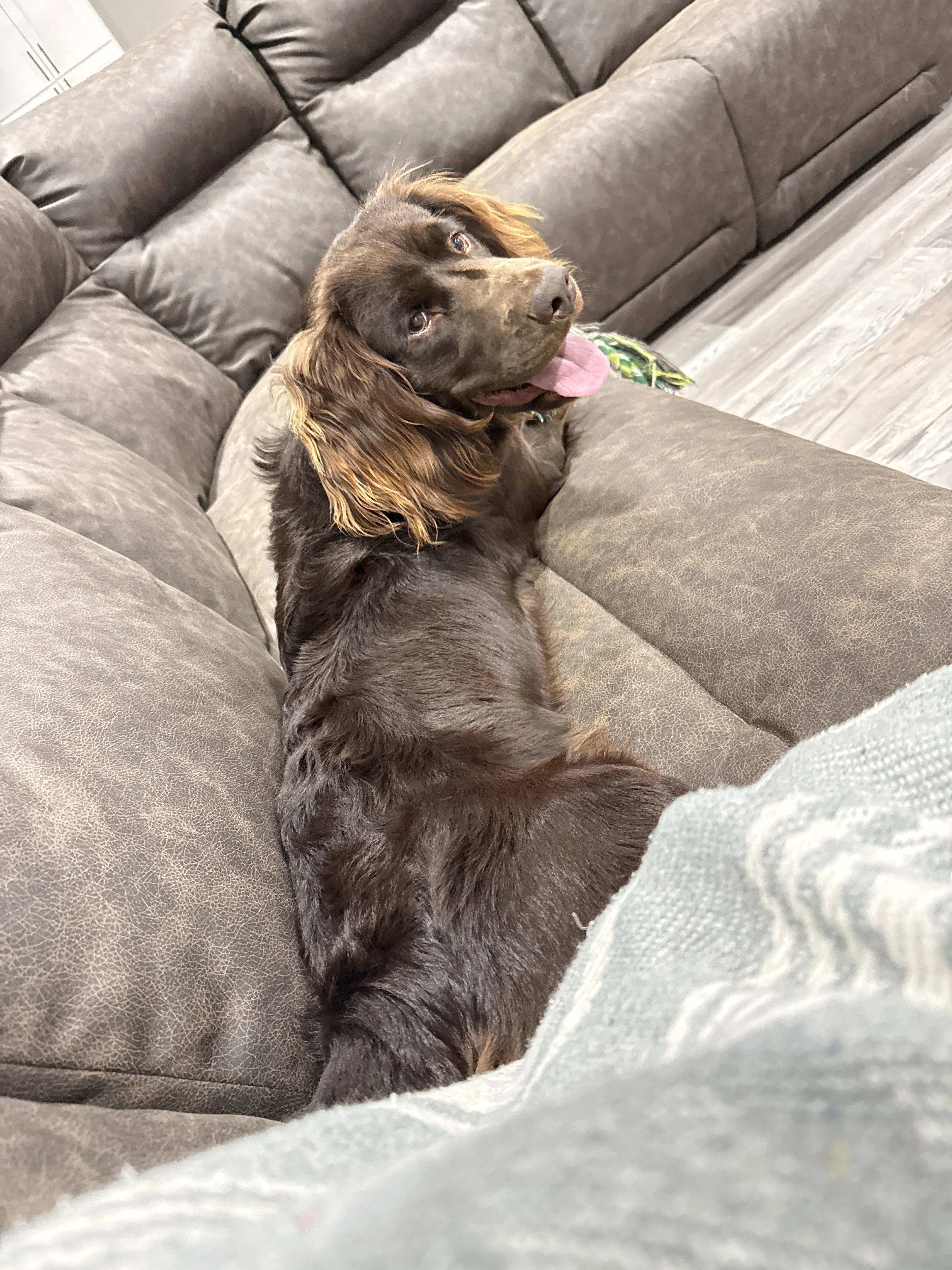 Lost pet-3