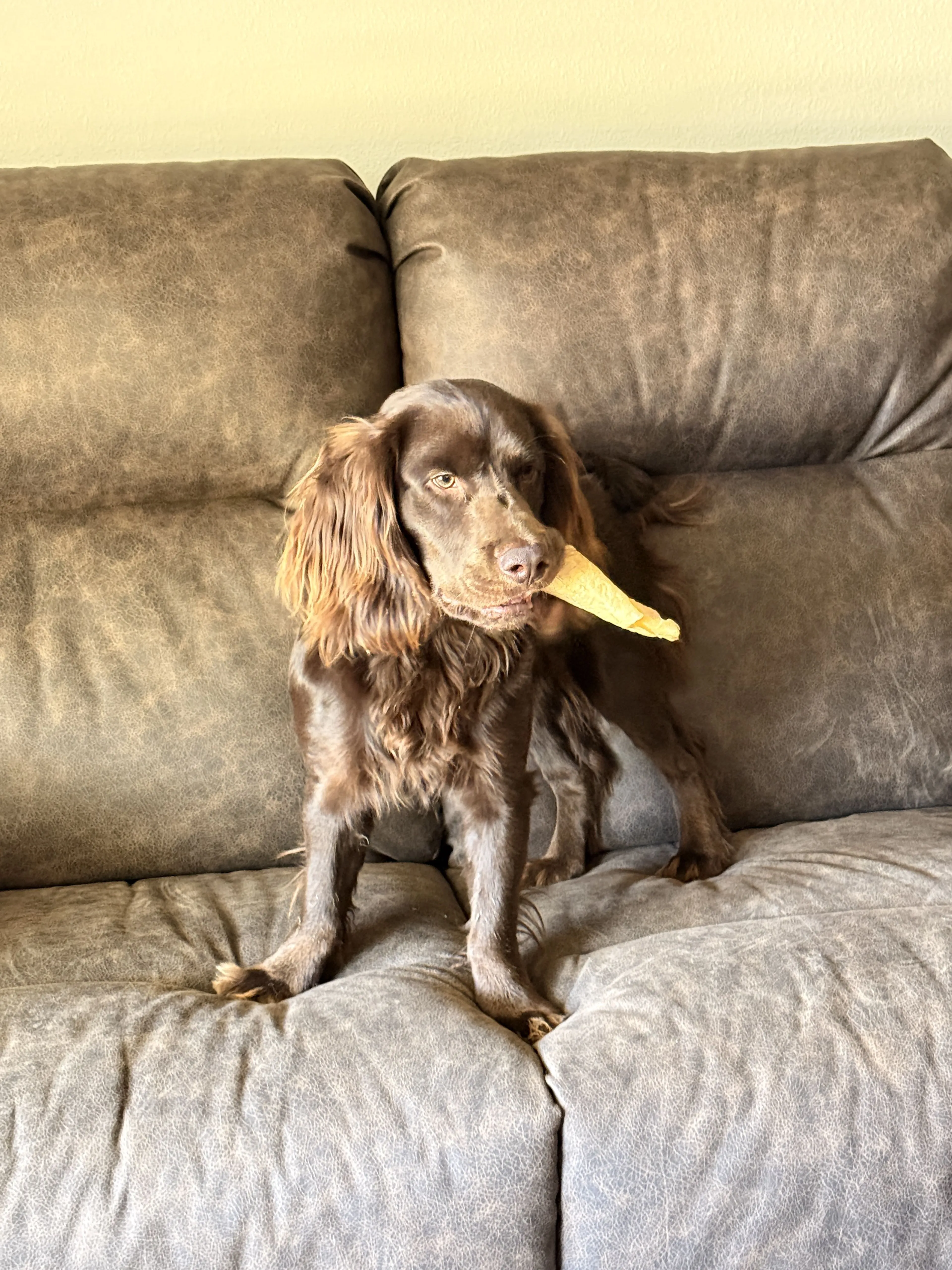 Lost pet-2