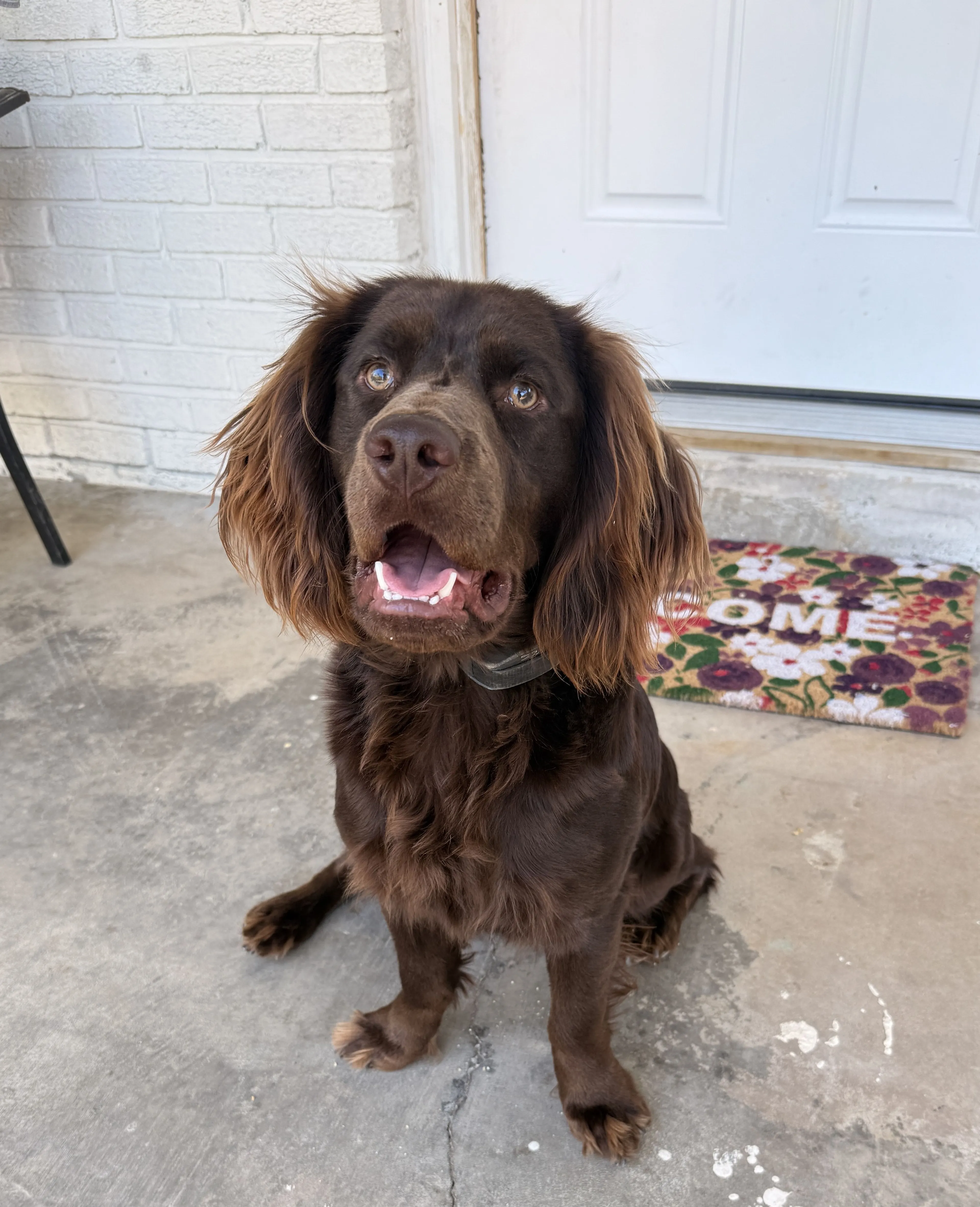 Lost pet-4