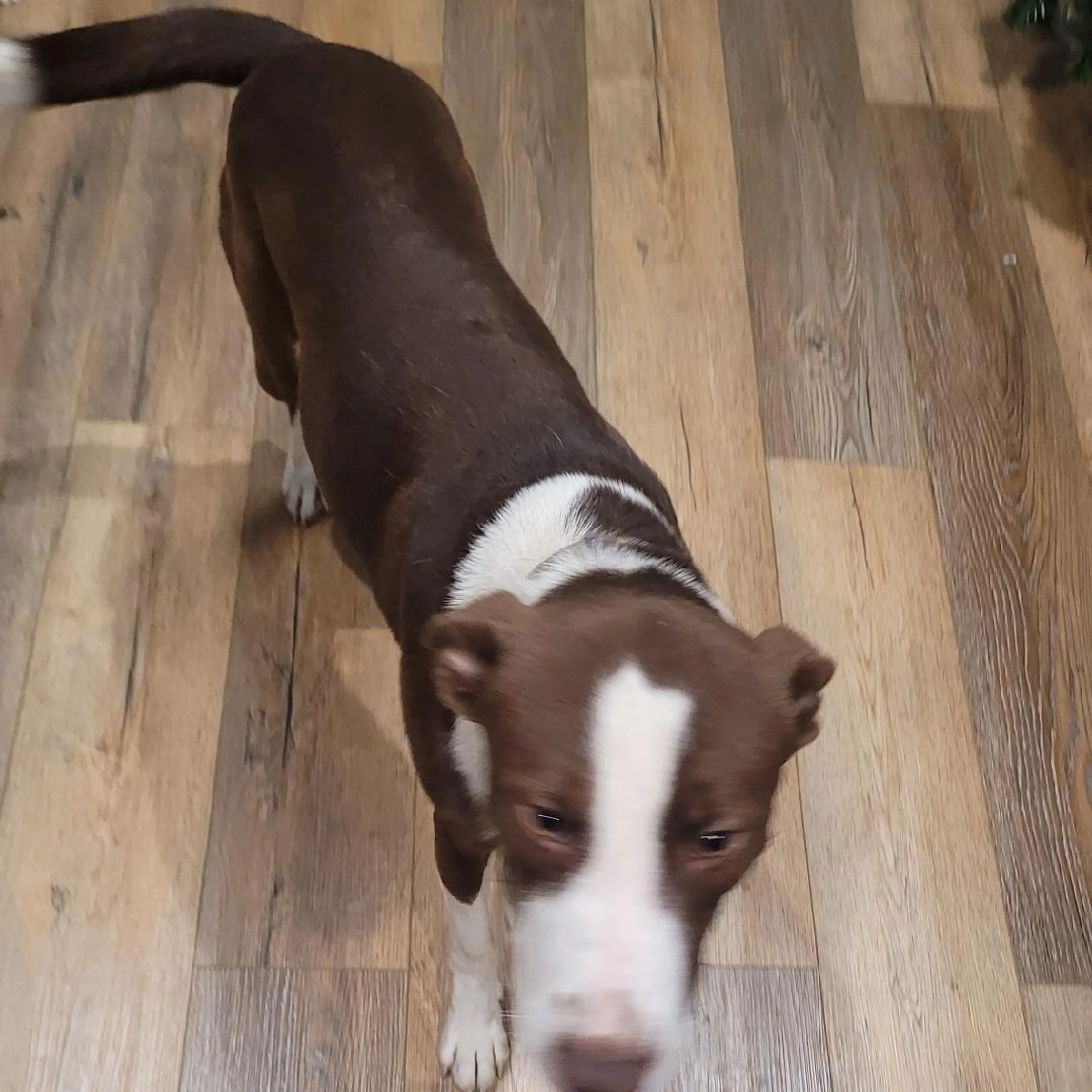 Lost pet-1