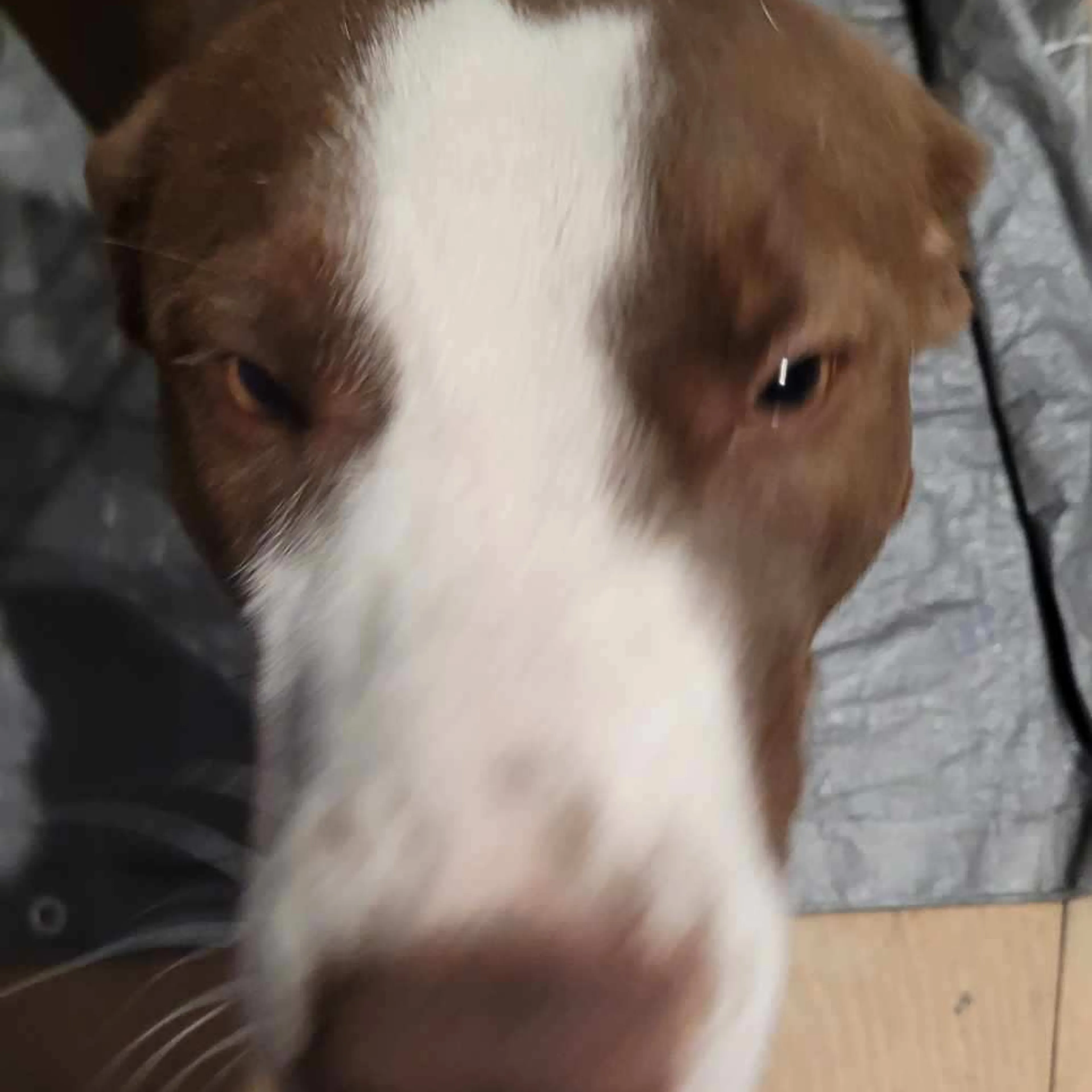 Lost pet-2