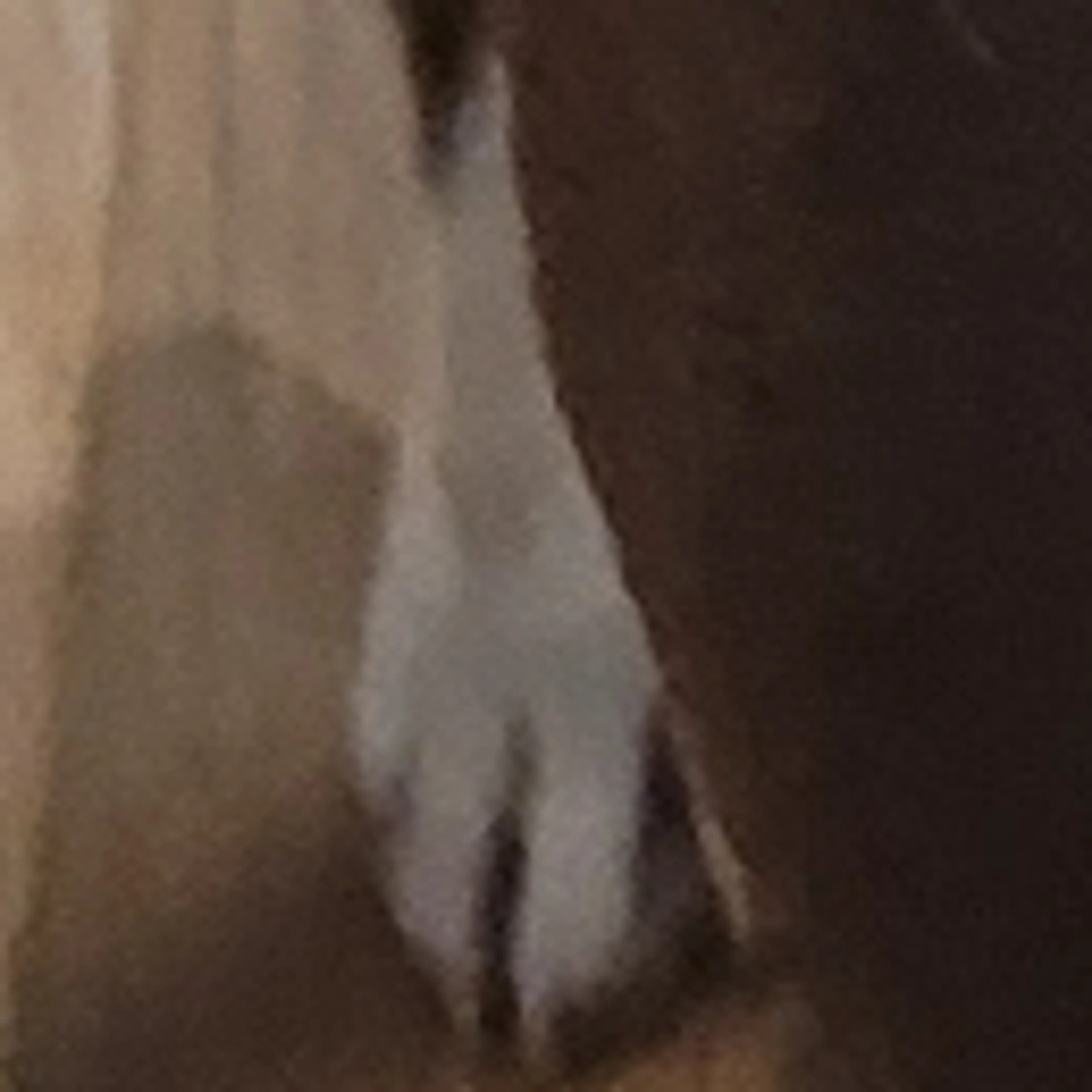 Lost pet-3