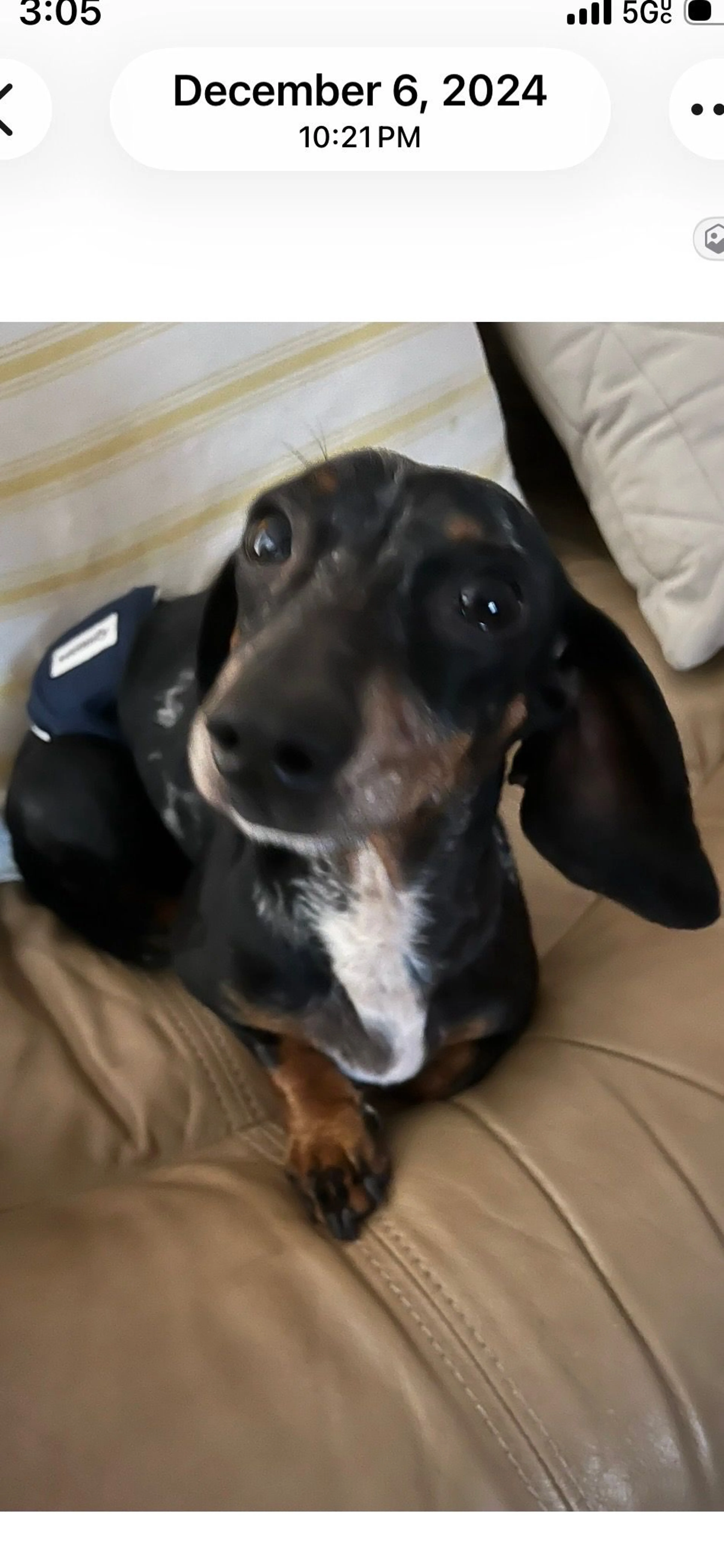 Lost pet-0
