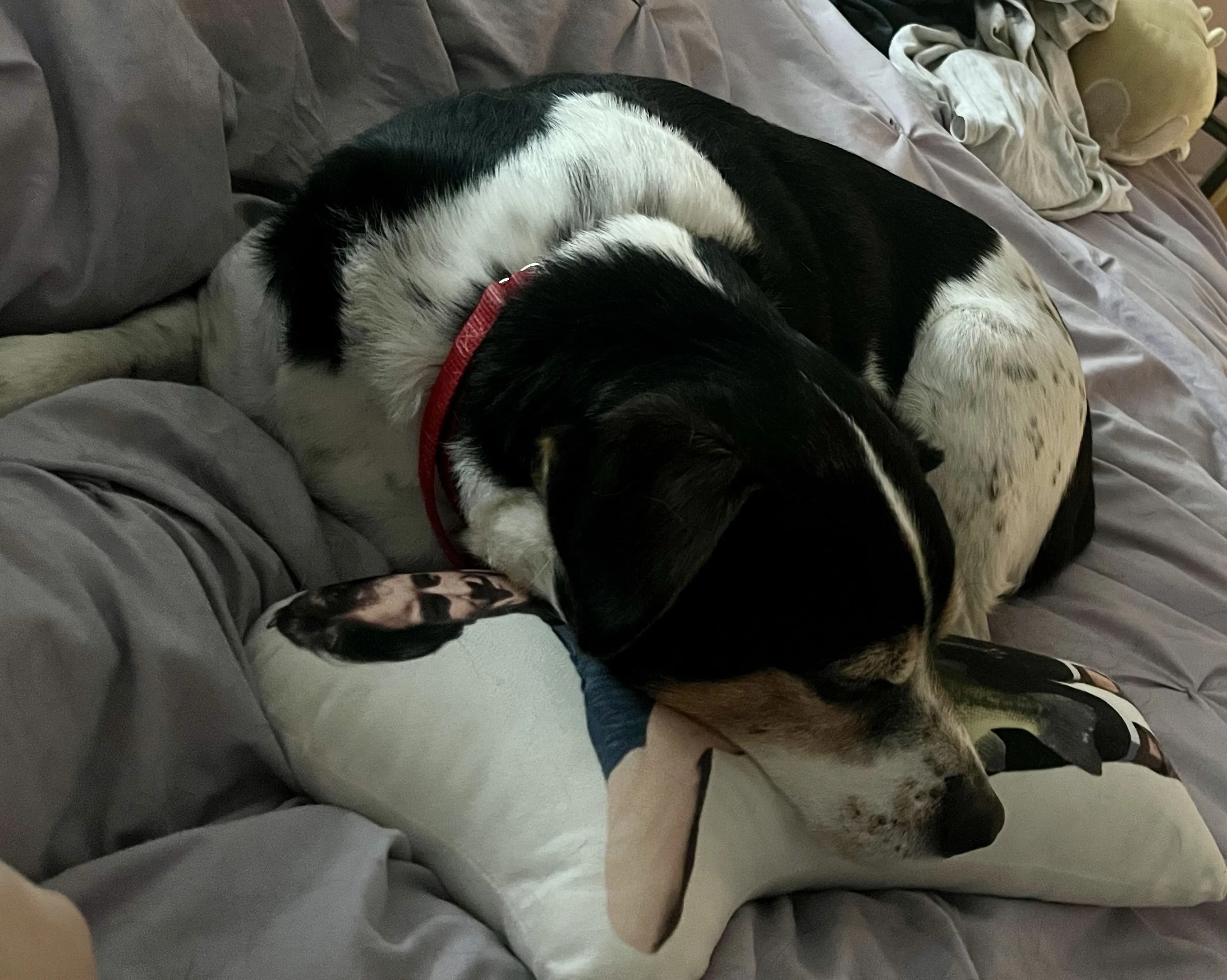 Lost pet-2