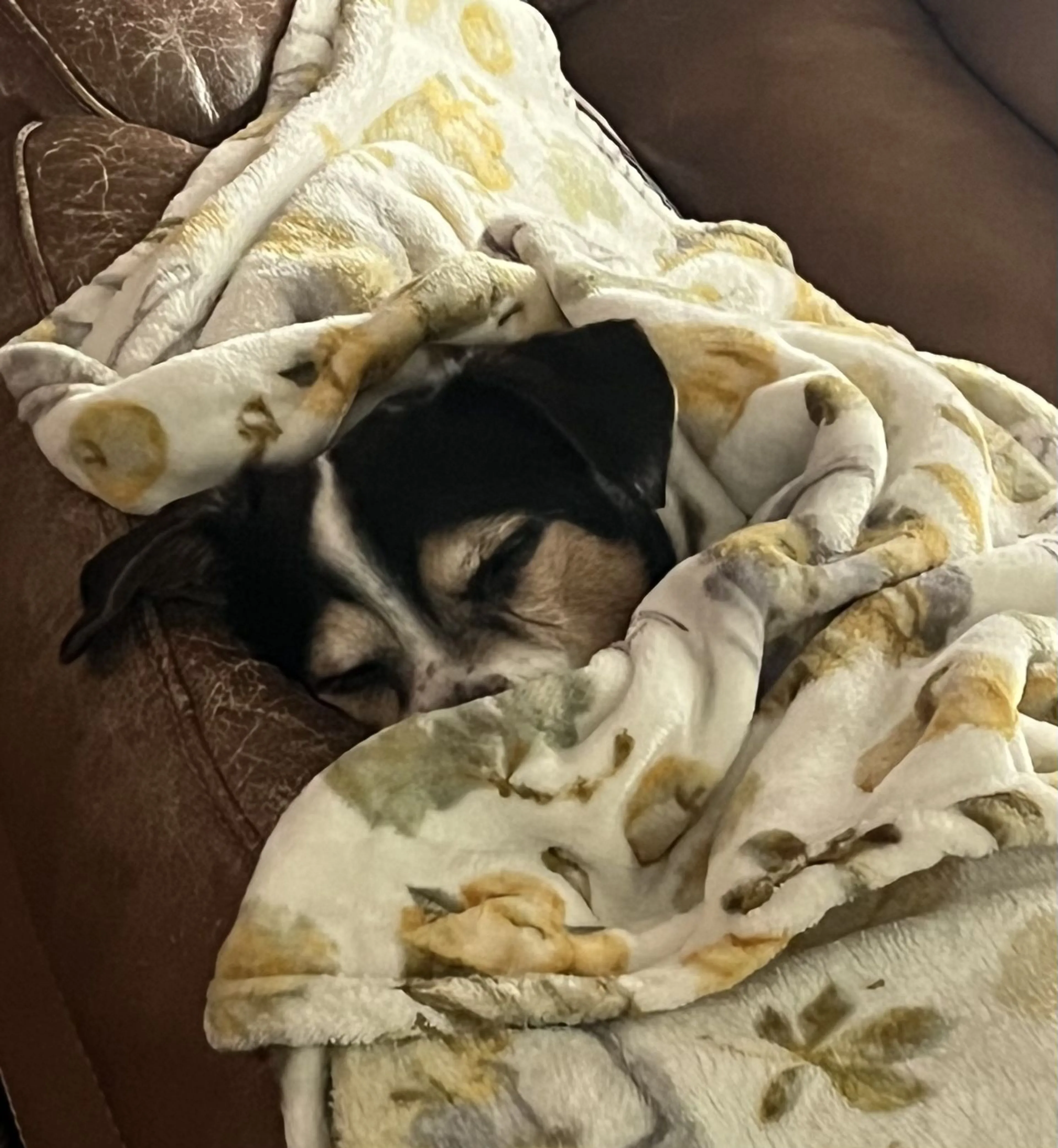 Lost pet-1