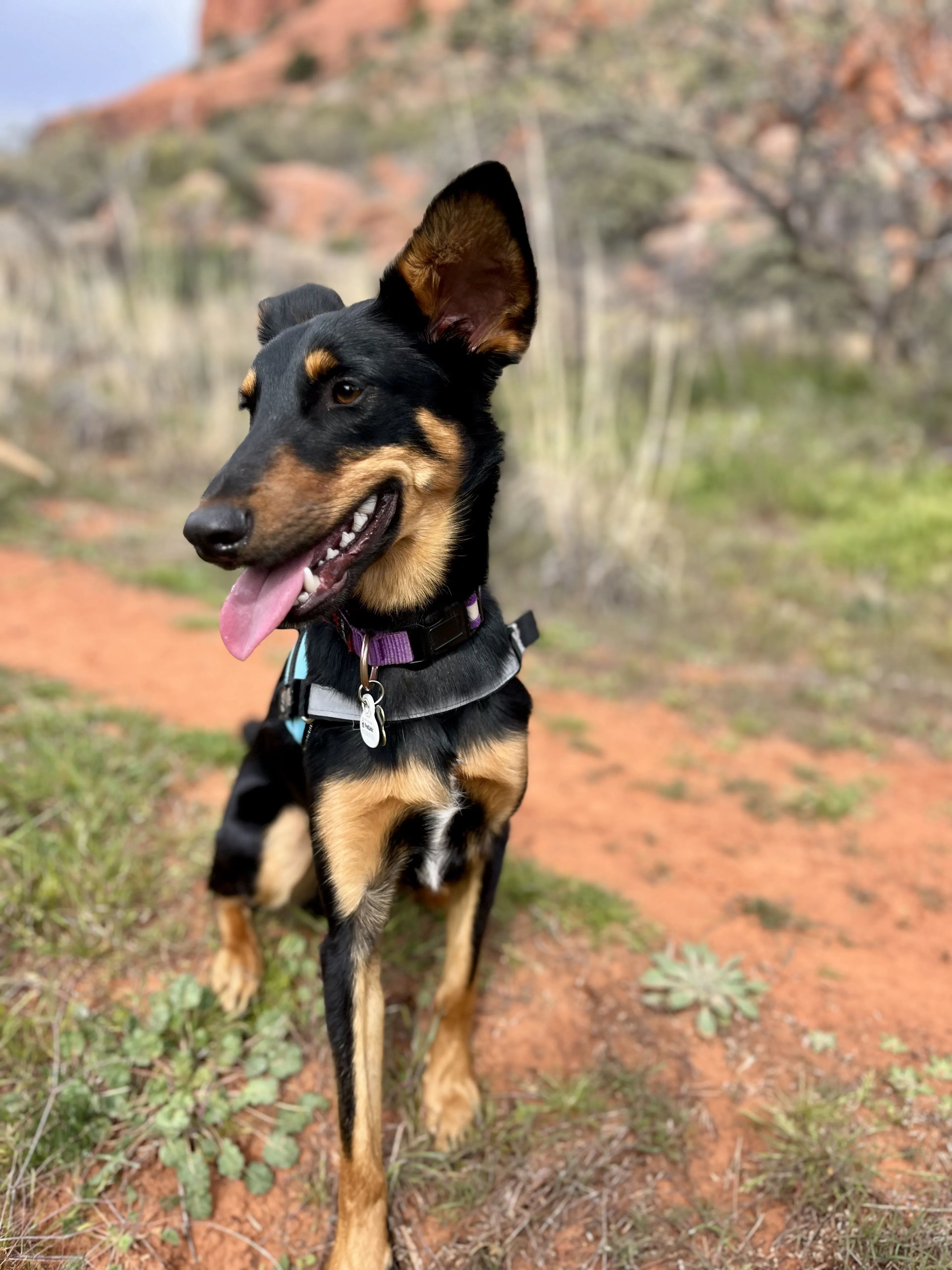Lost pet-2