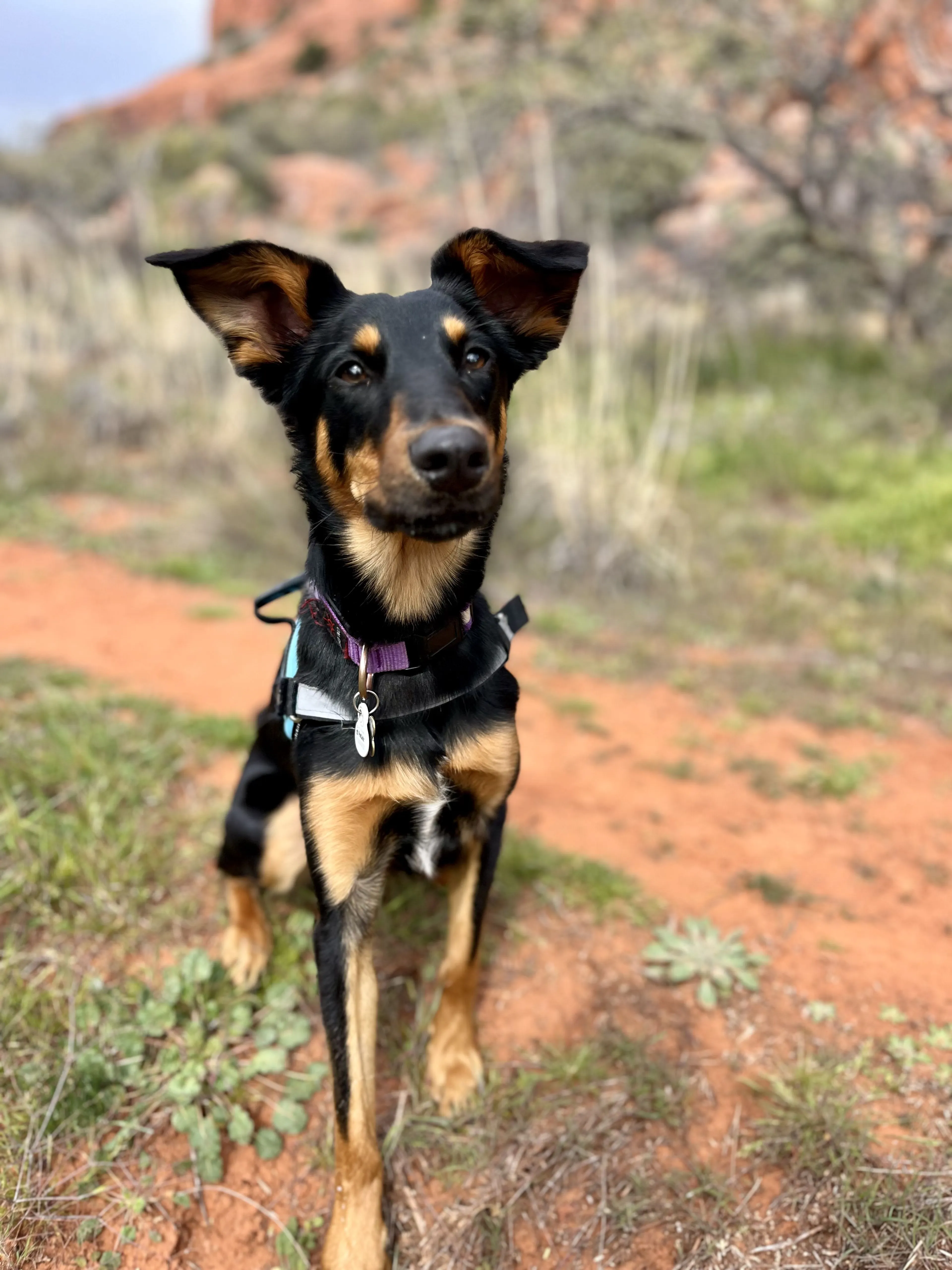 Lost pet-1
