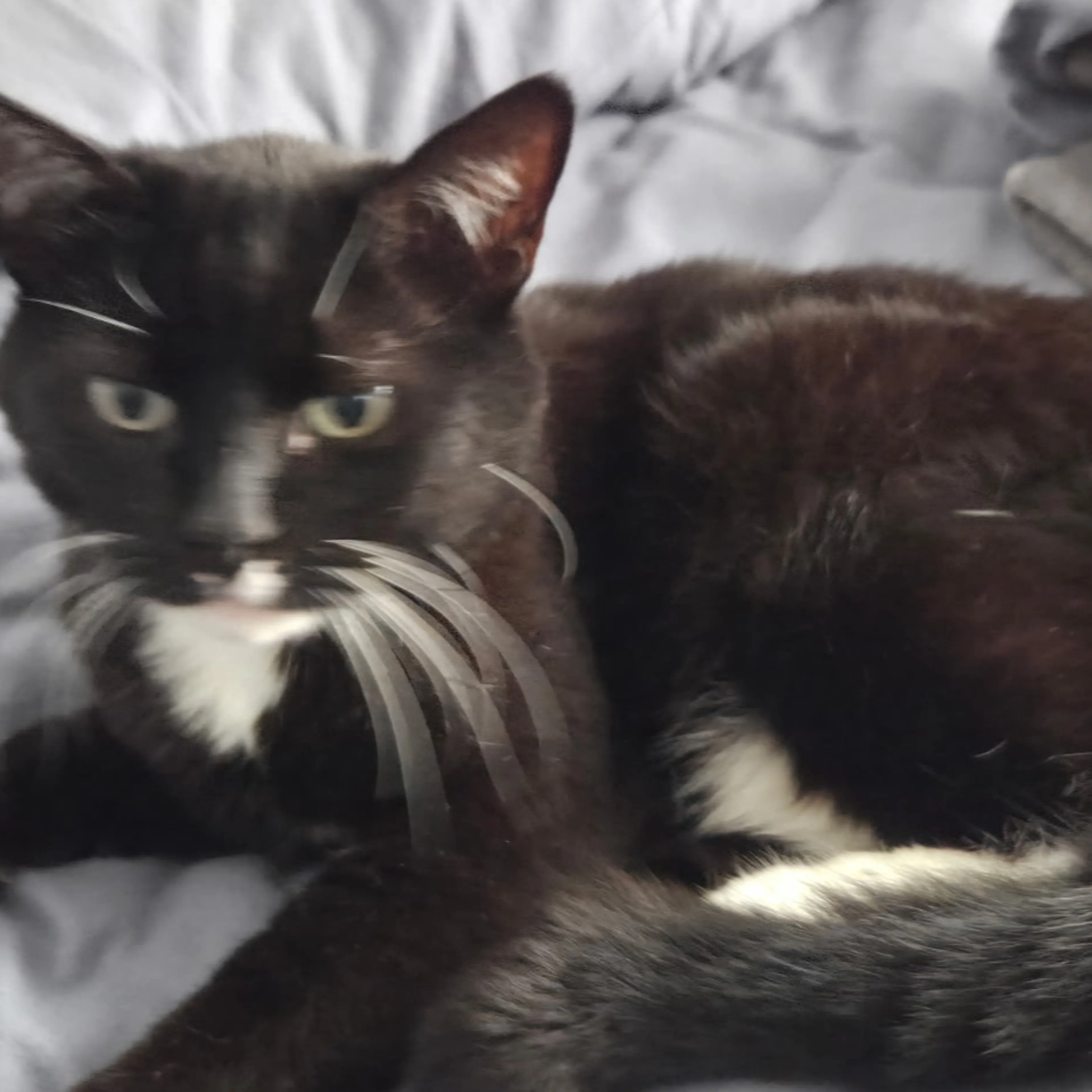 Lost pet-1