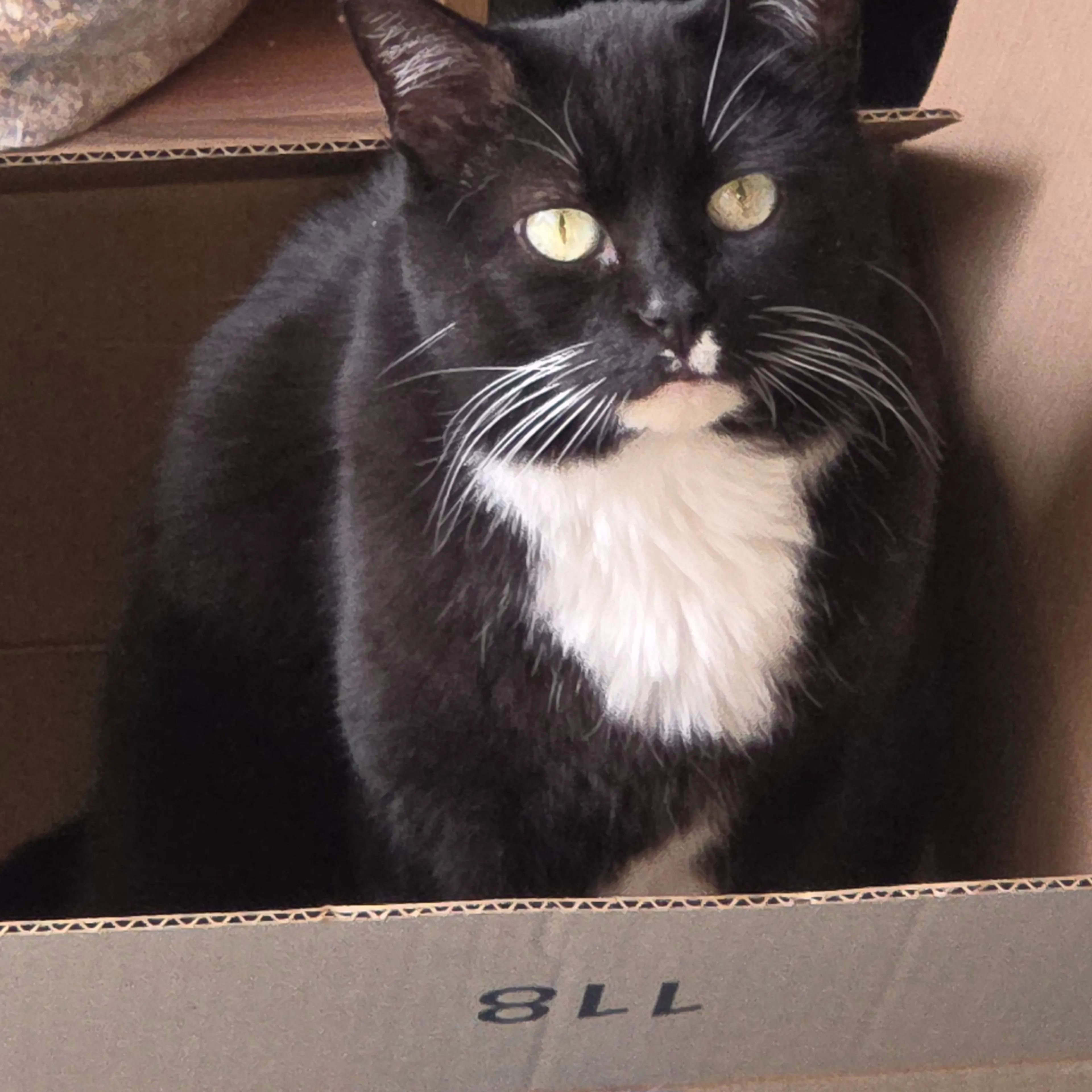 Lost pet-3