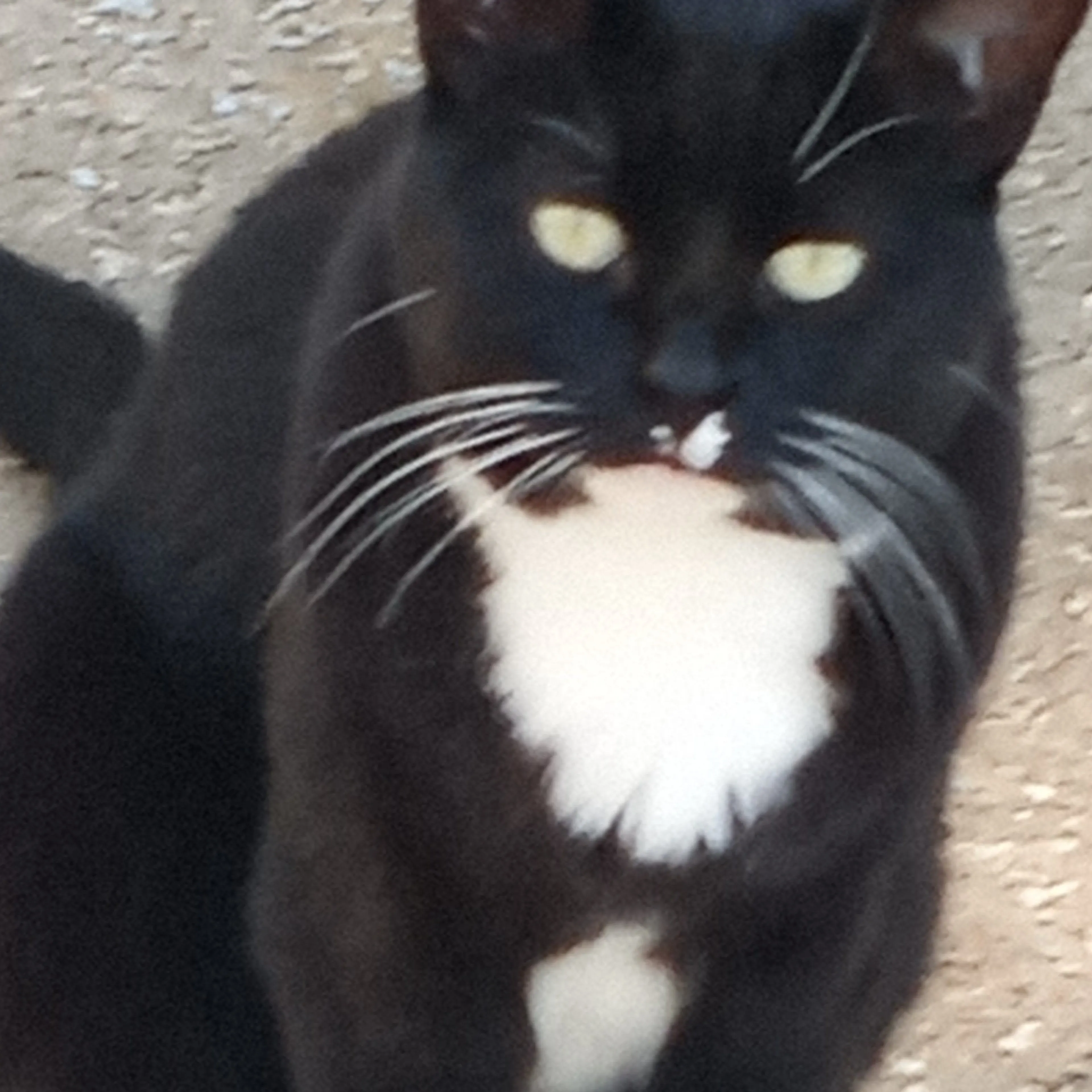Lost pet-0