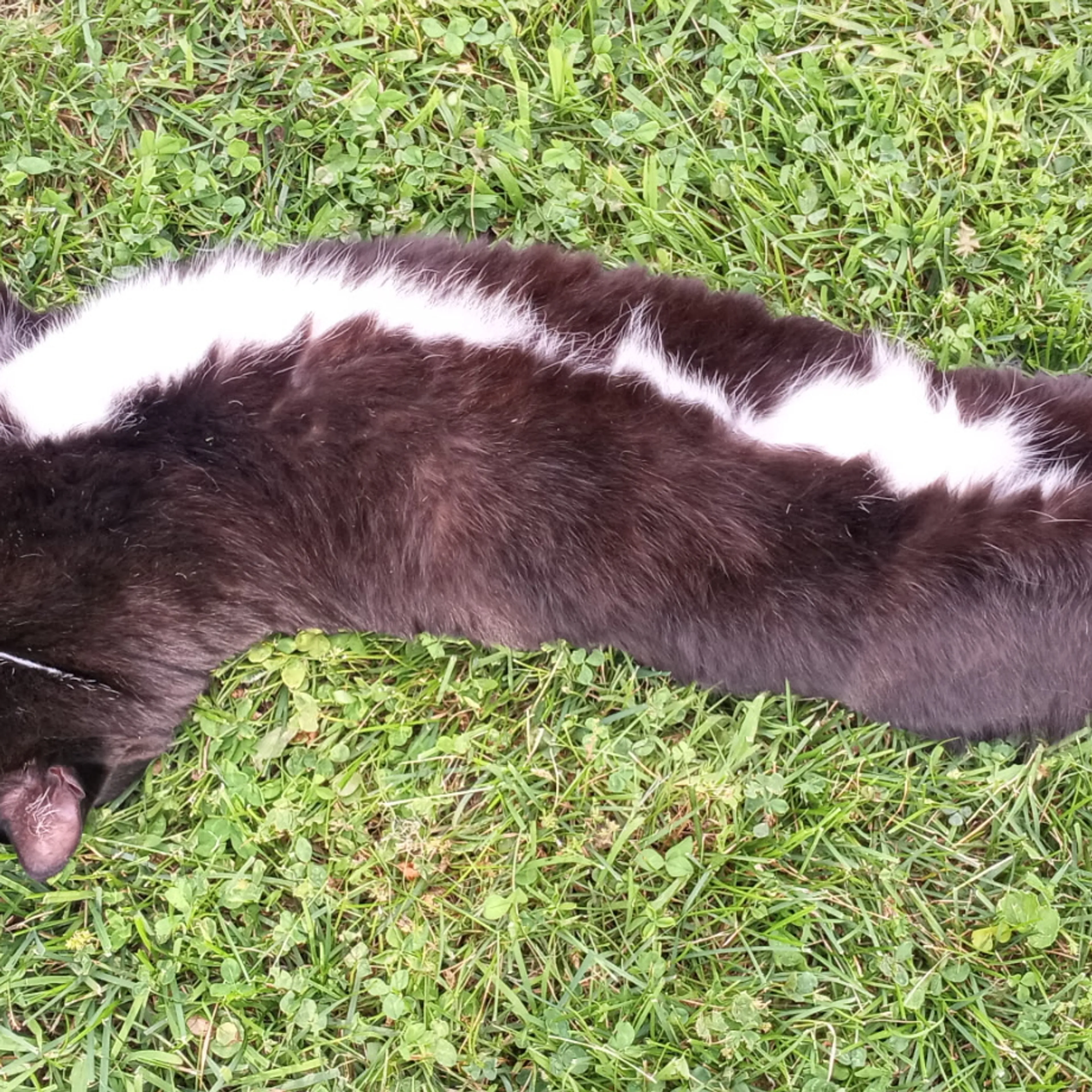 Lost pet-2