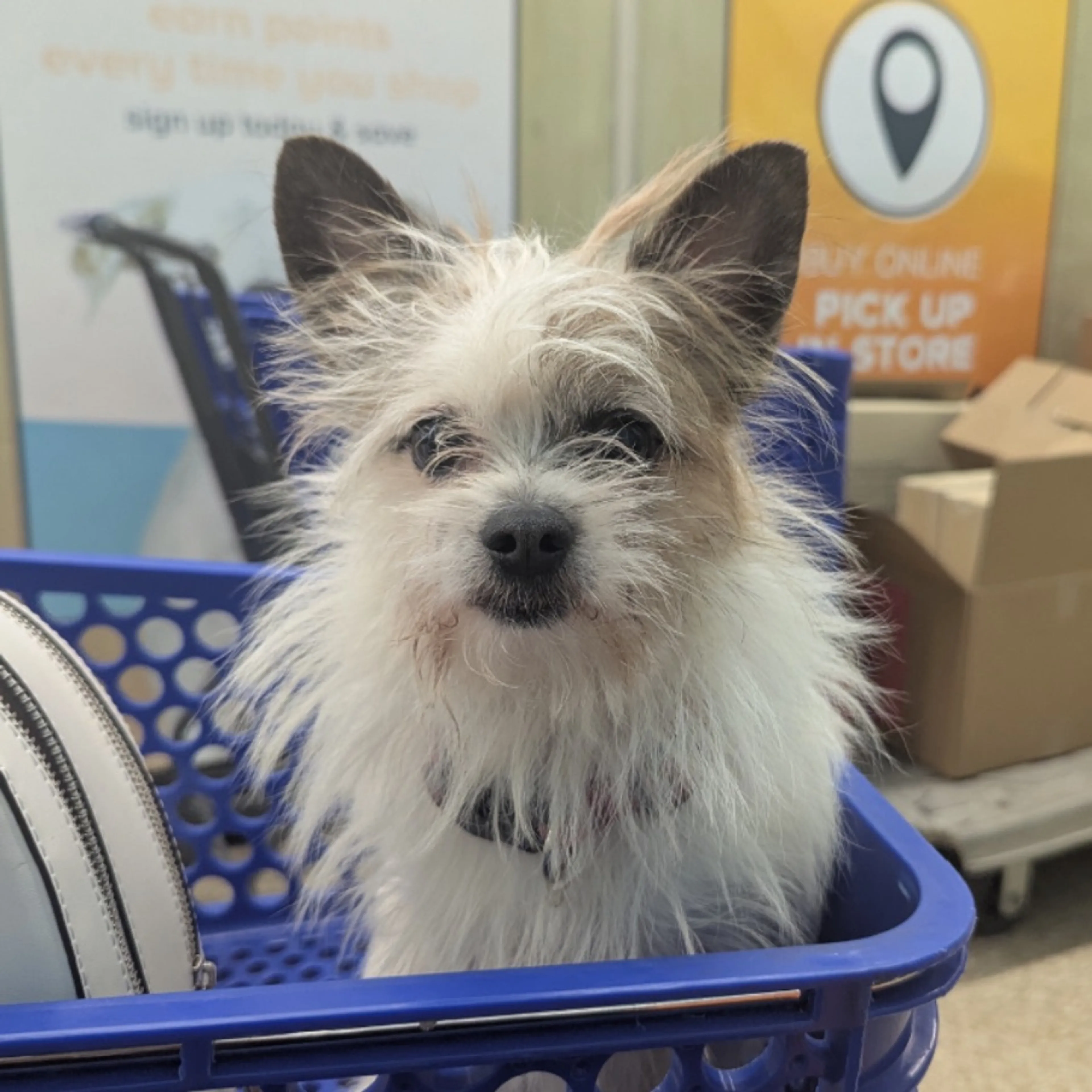 Lost pet