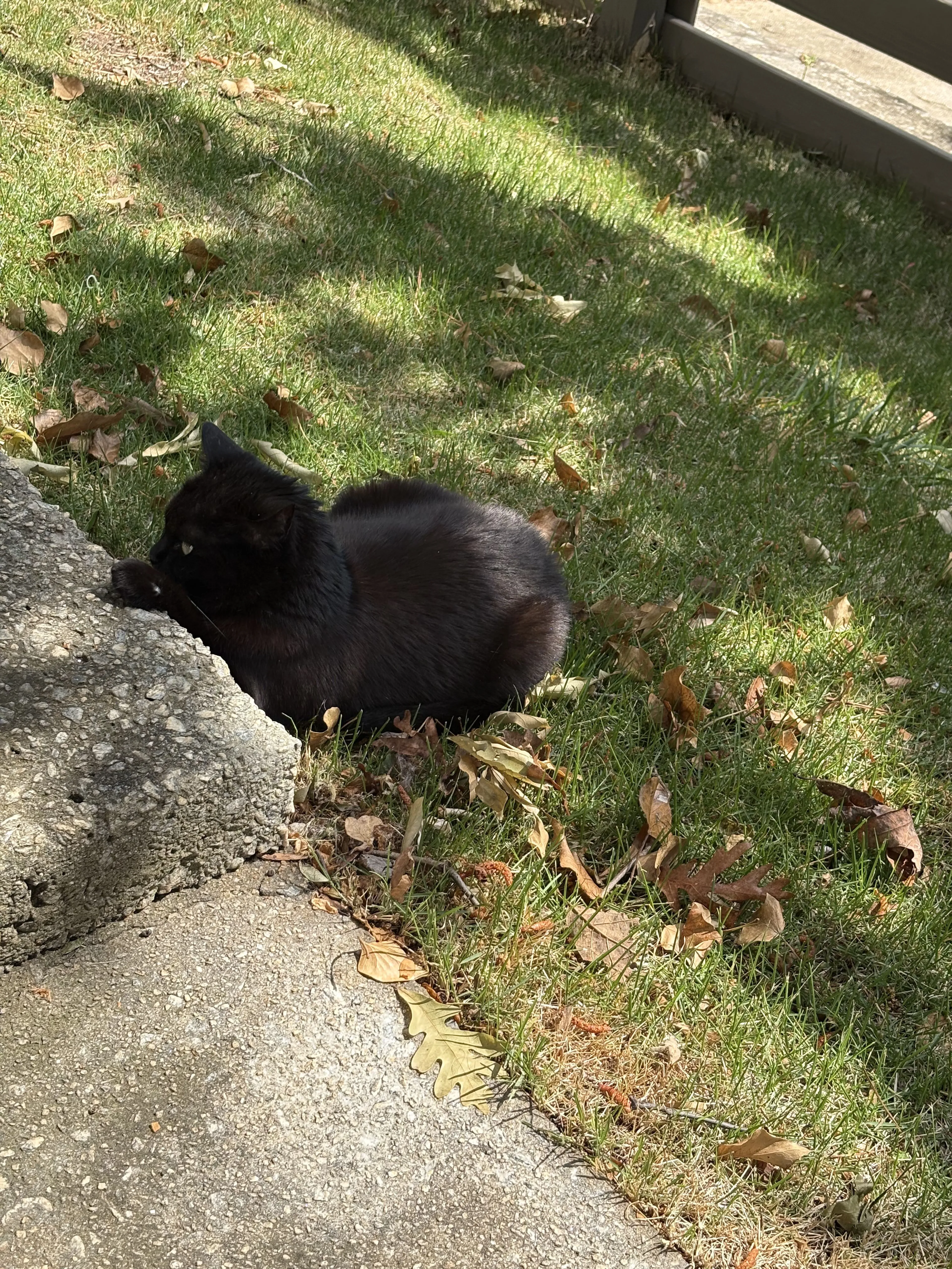 Lost pet-0