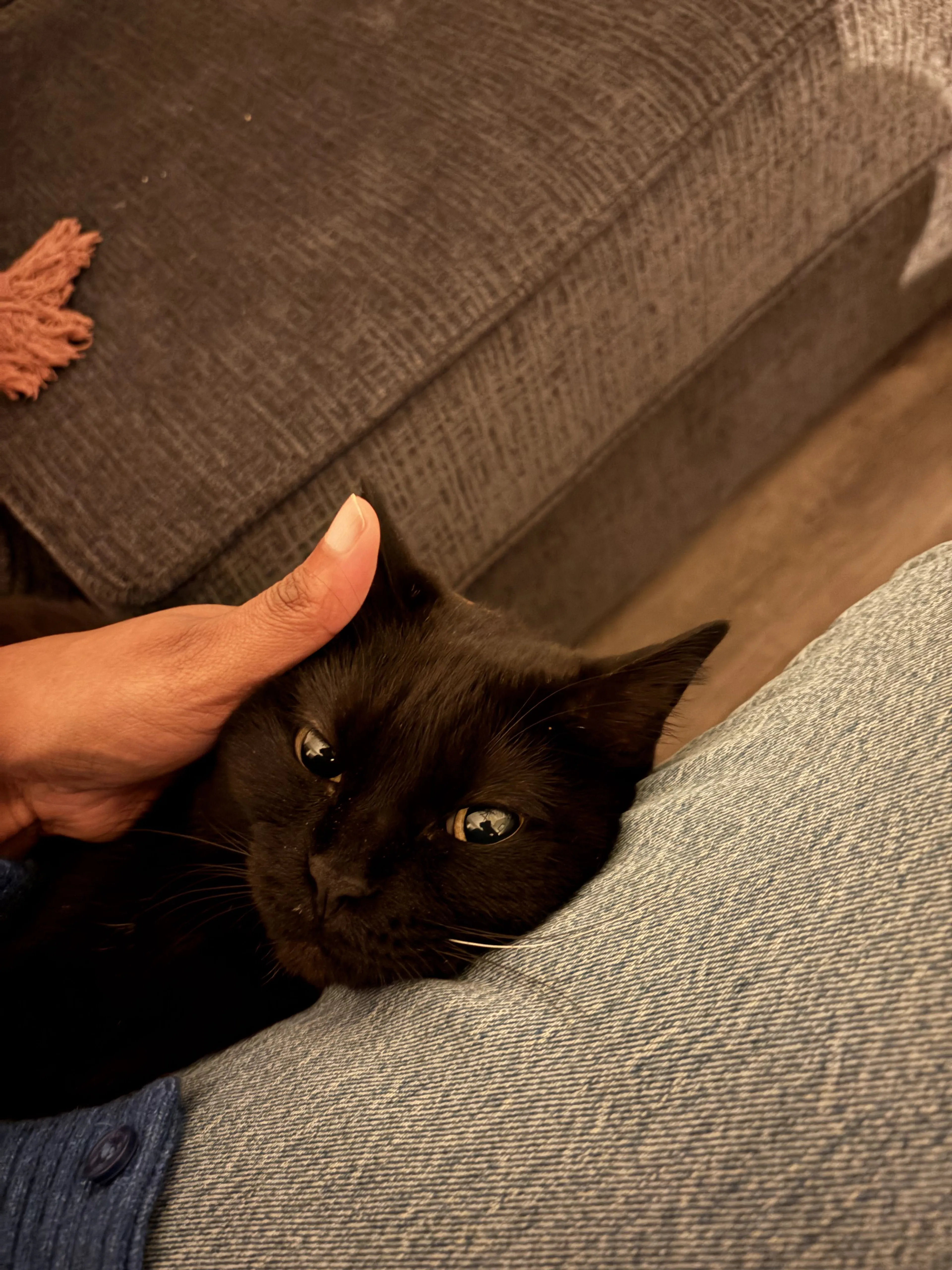 Lost pet-1